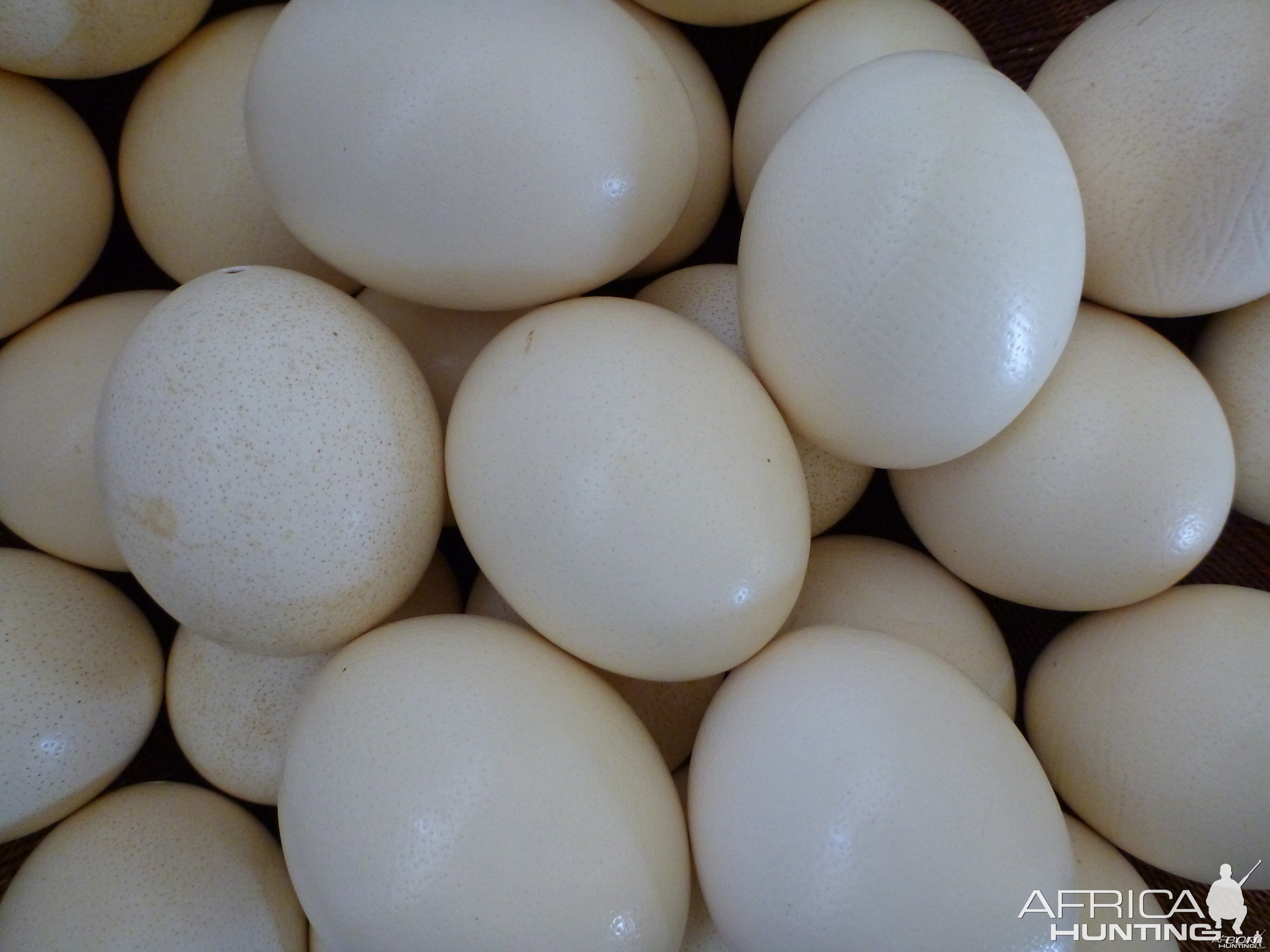 Ostrich Eggs Namibia