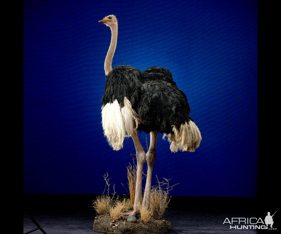 Ostrich Full Mount Taxidermy