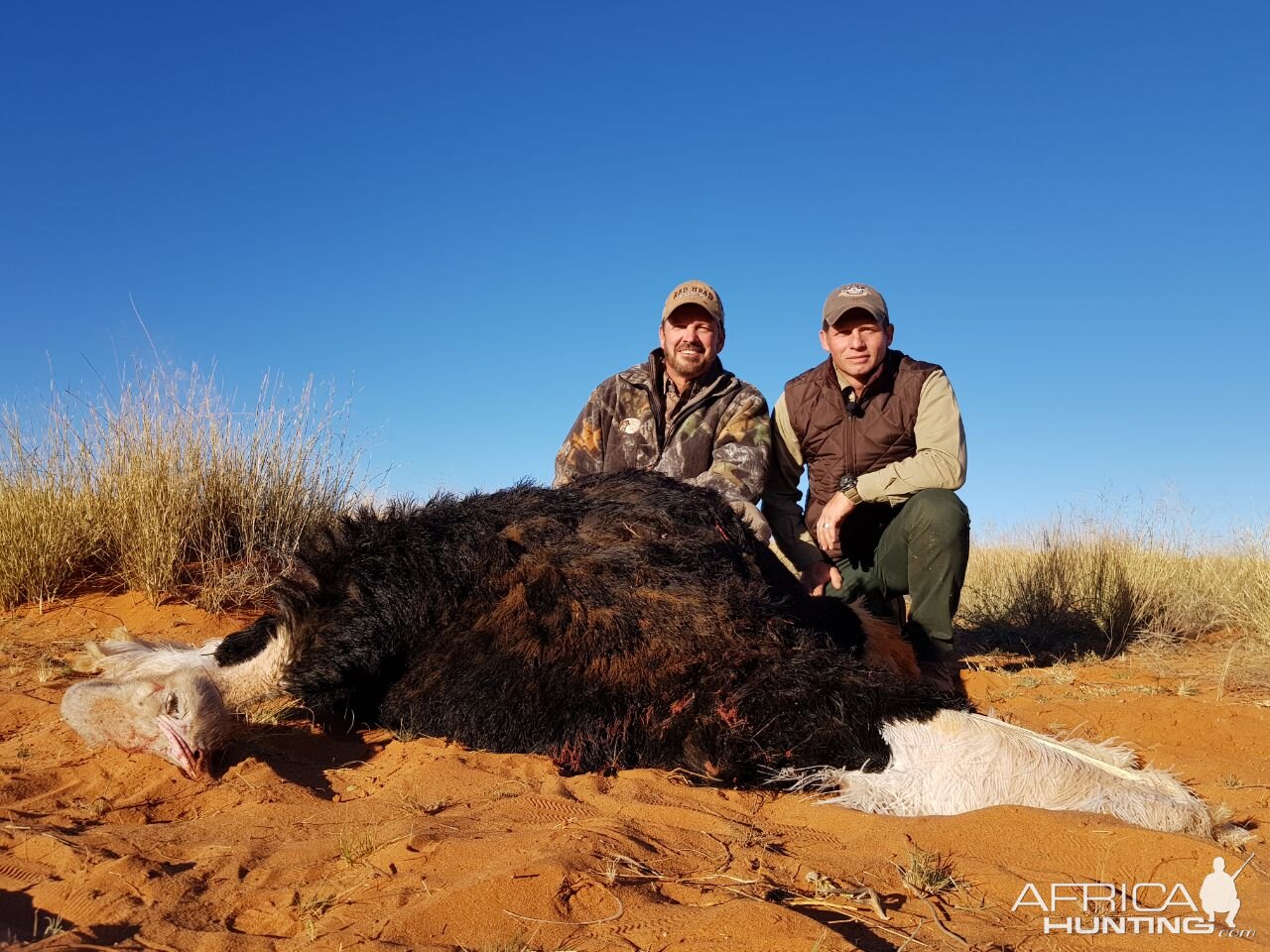 Ostrich Hunt in Kalahari South Africa