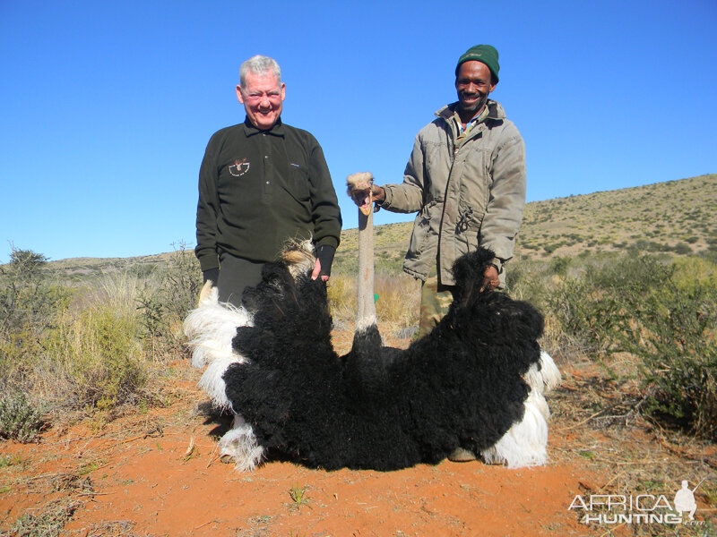 Ostrich hunt with Wintershoek Johnny Vivier Safaris