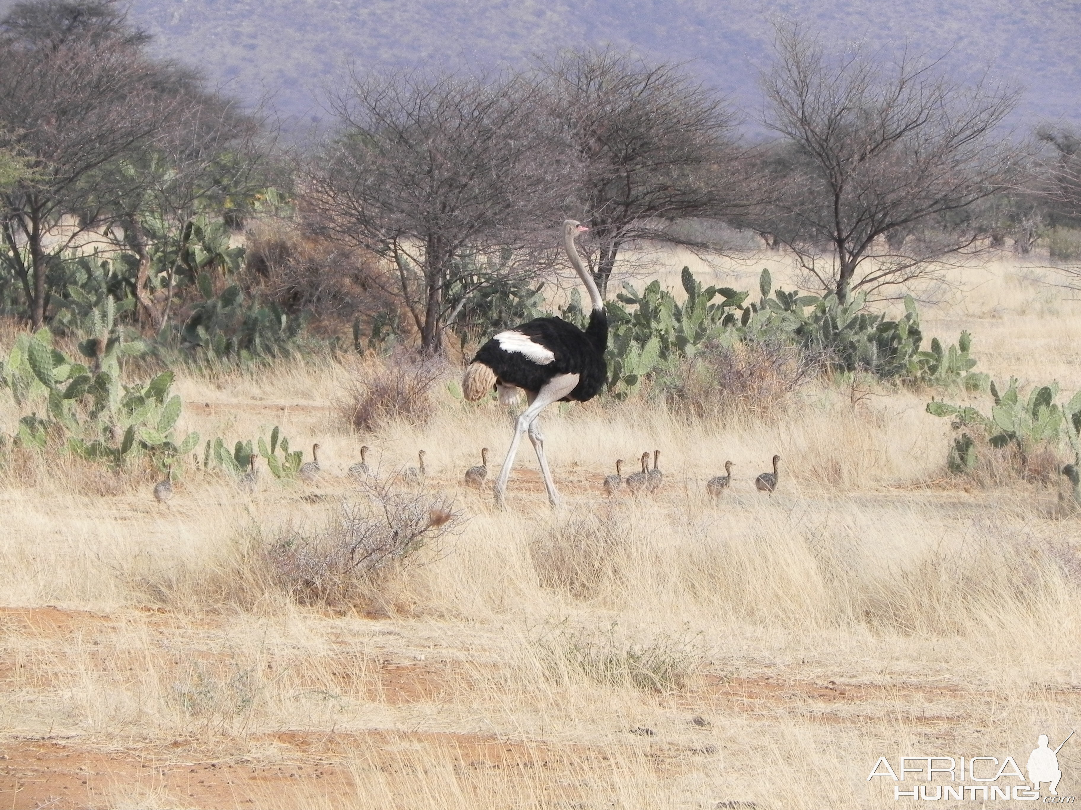 Ostrich in Namibia