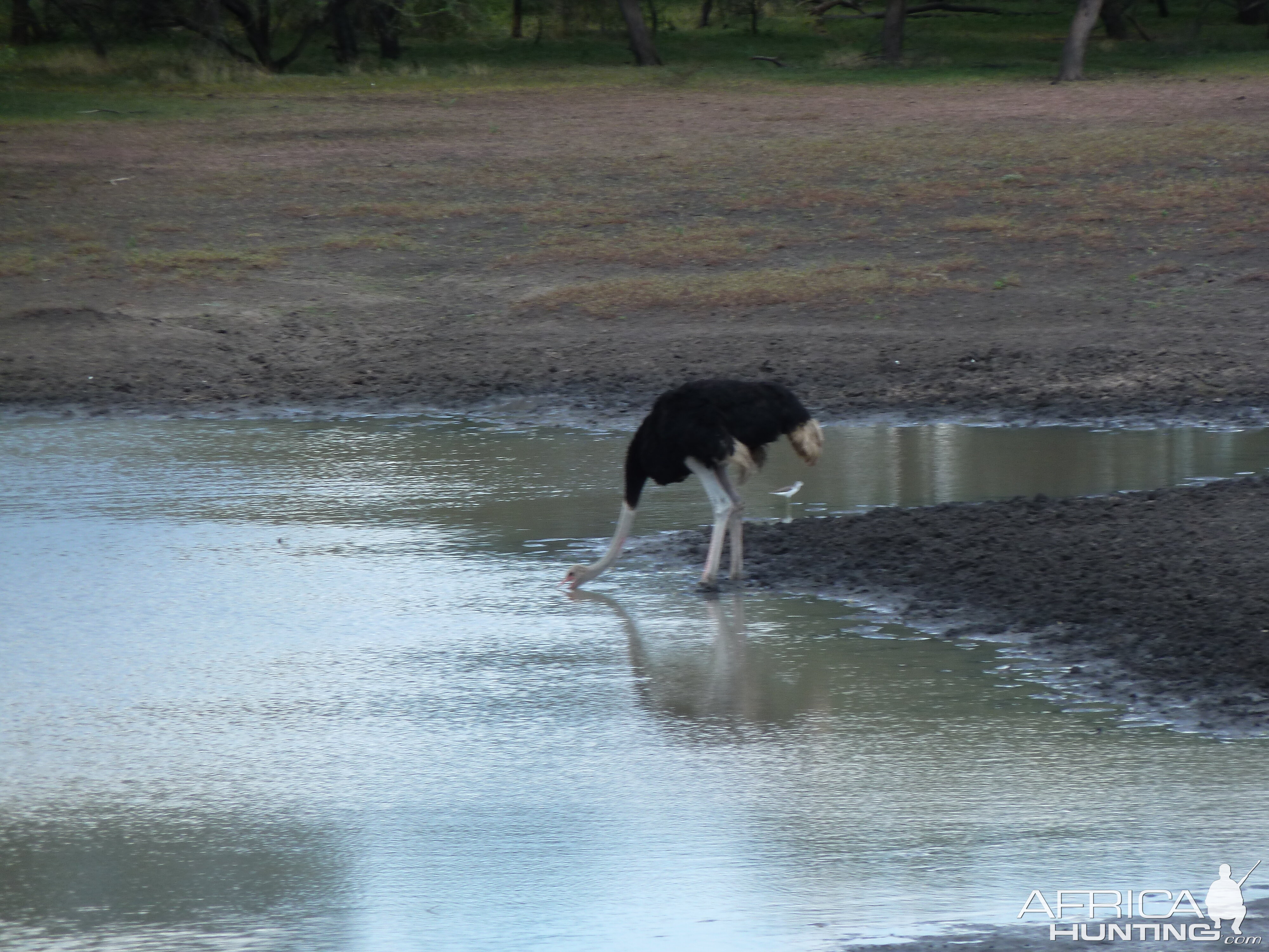 Ostrich Namibia