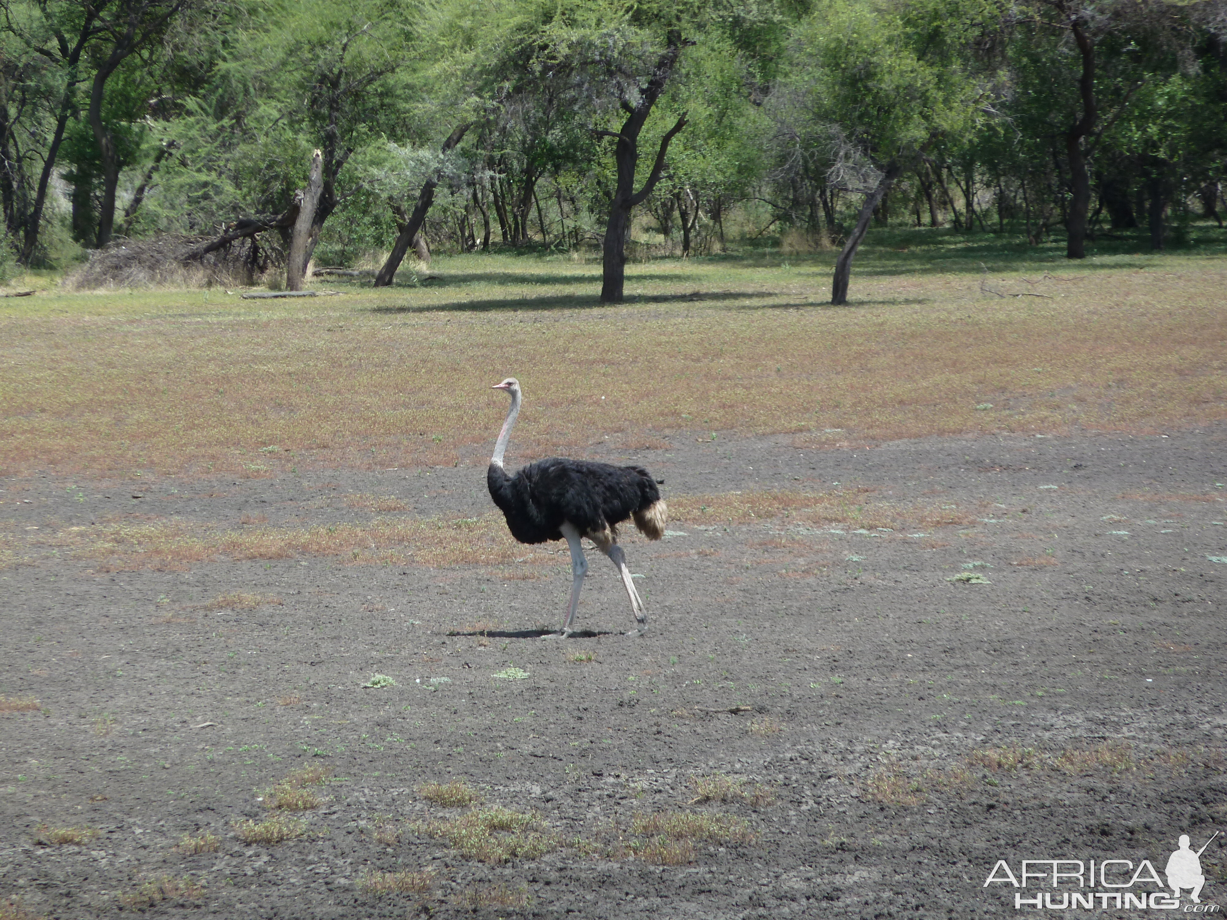 Ostrich Namibia