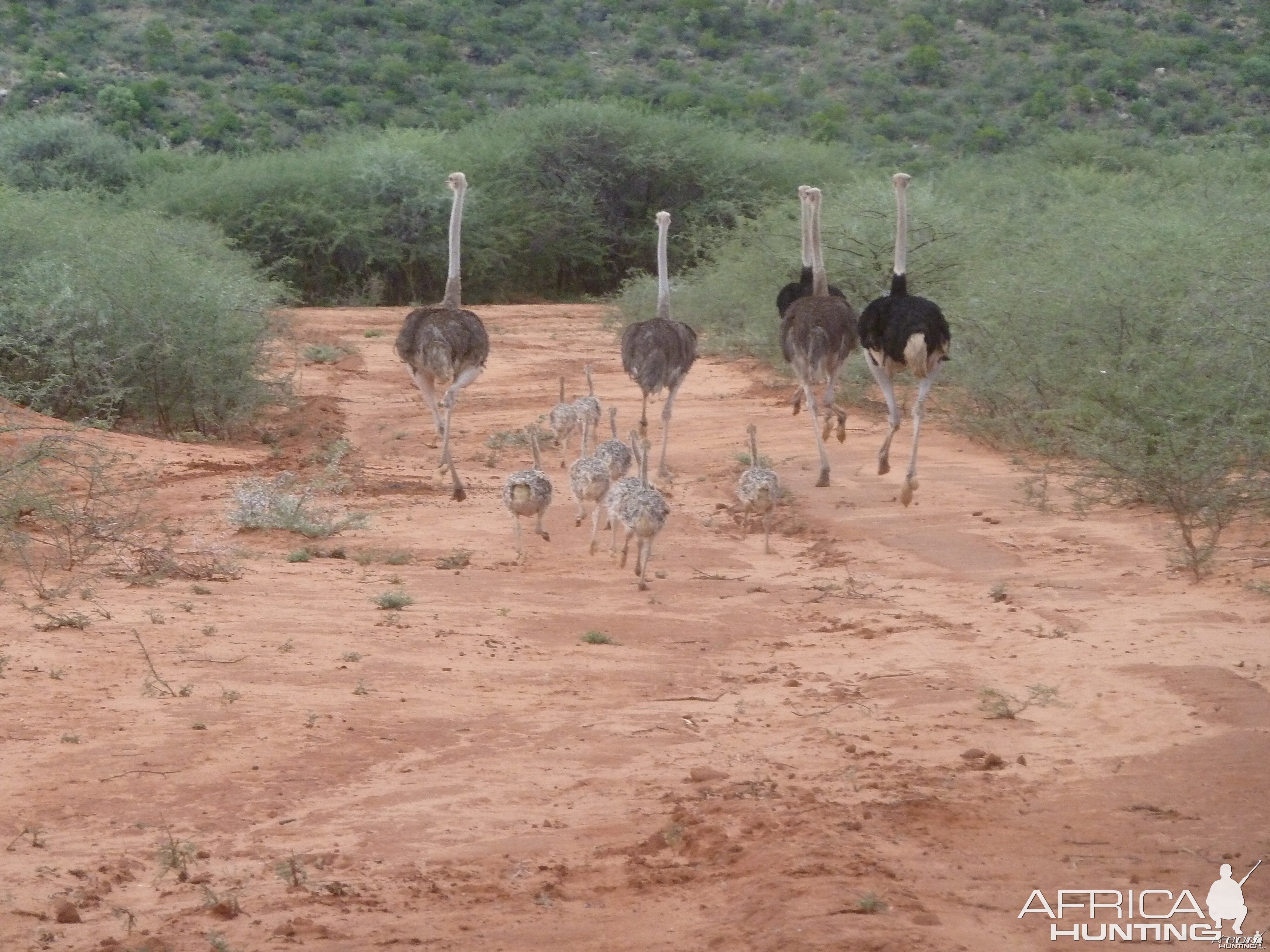 Ostrich Namibia