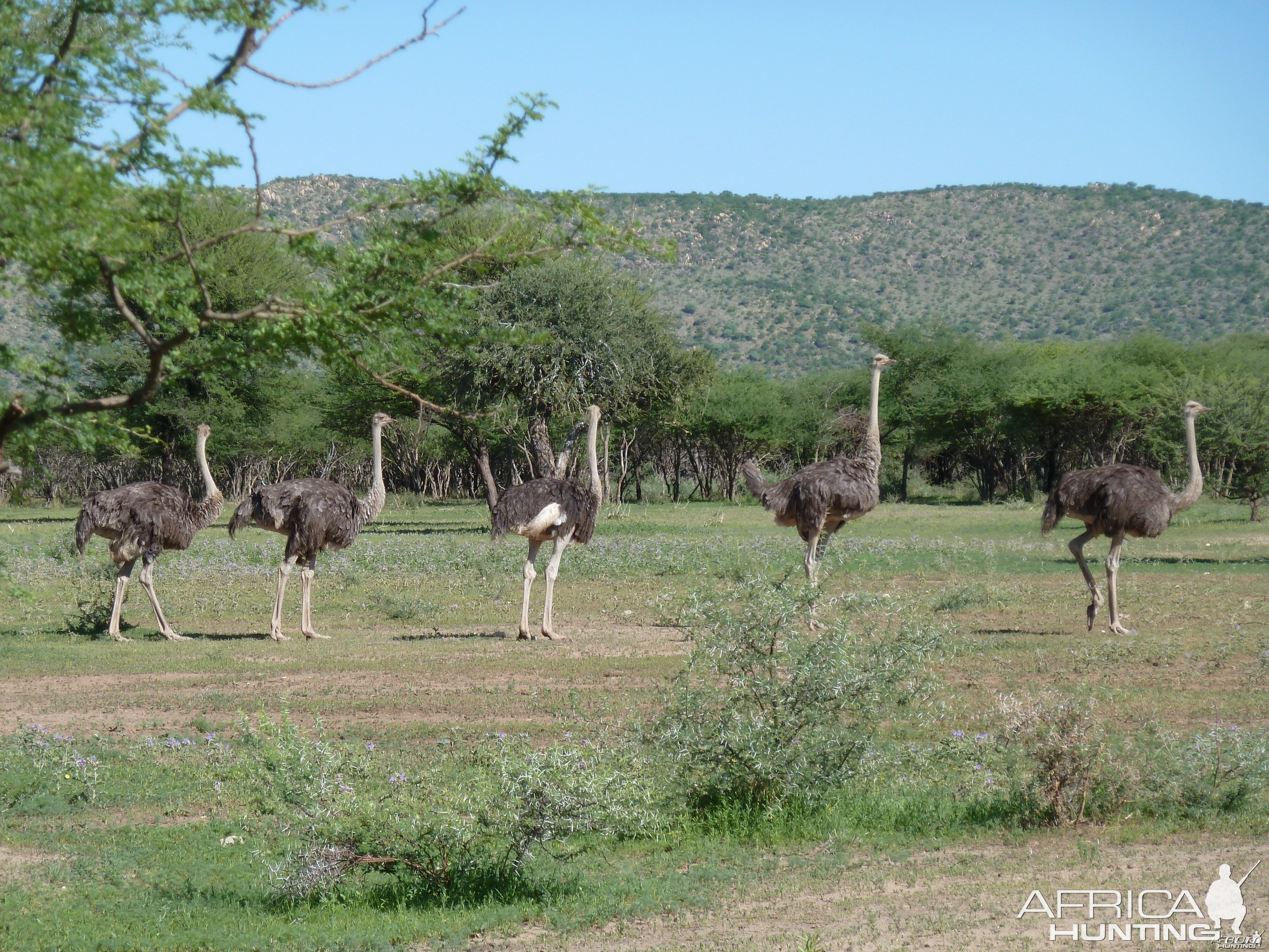 Ostrich Namibia