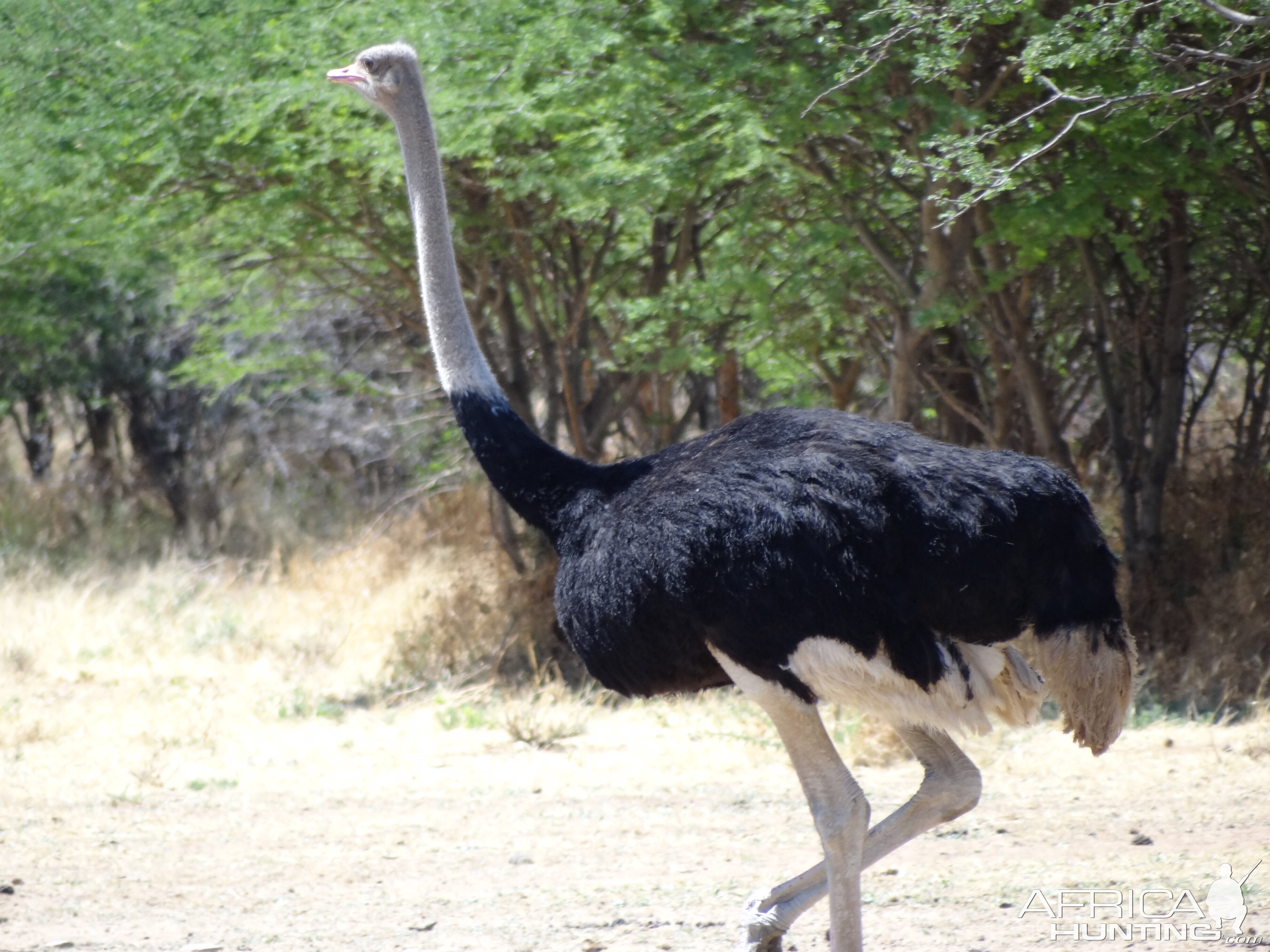 Ostrich Namibia