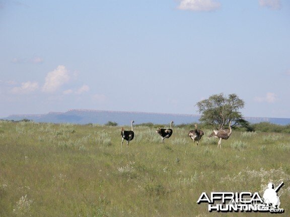 Ostrich Namibia