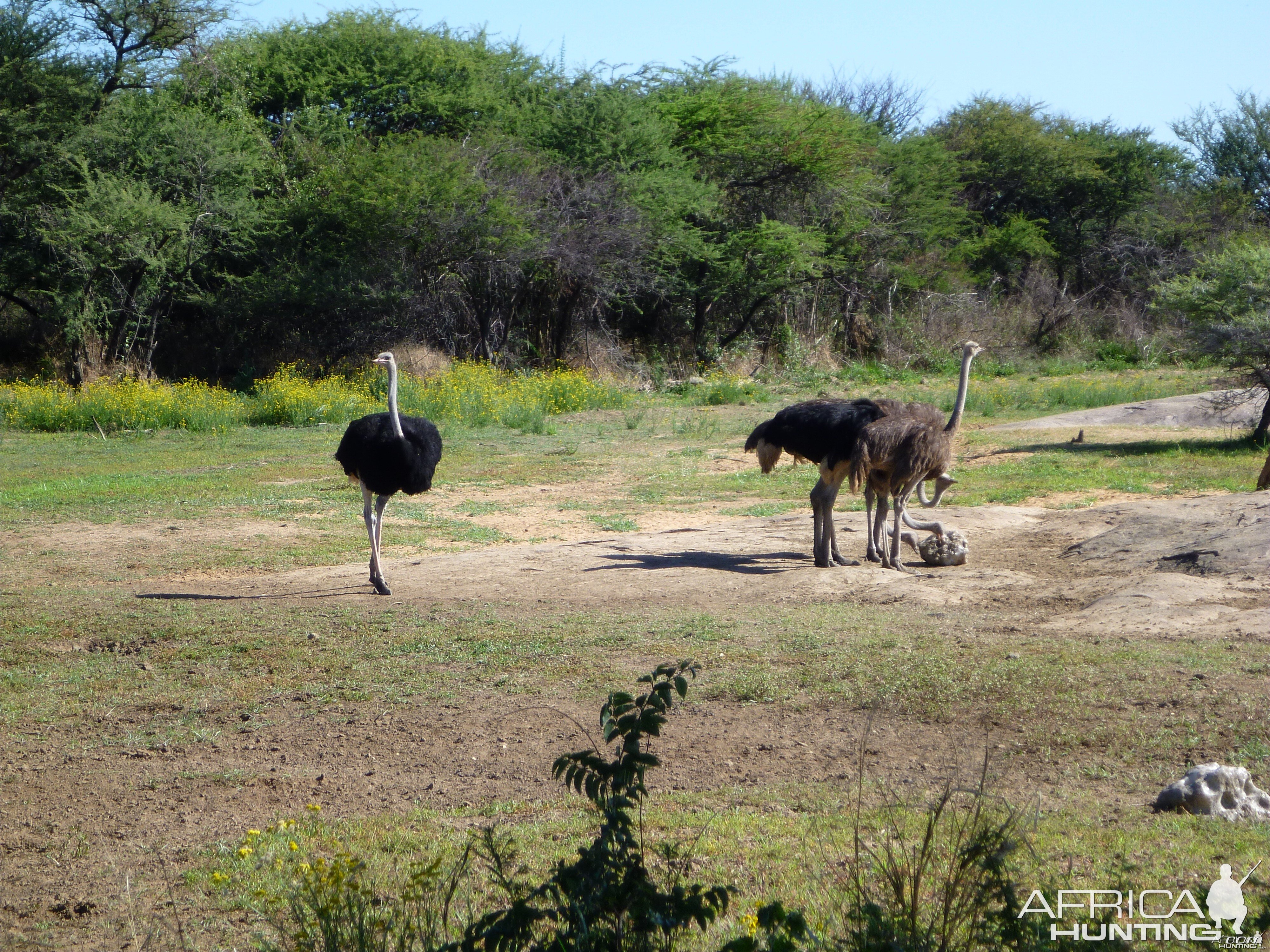 Ostrich Namibia