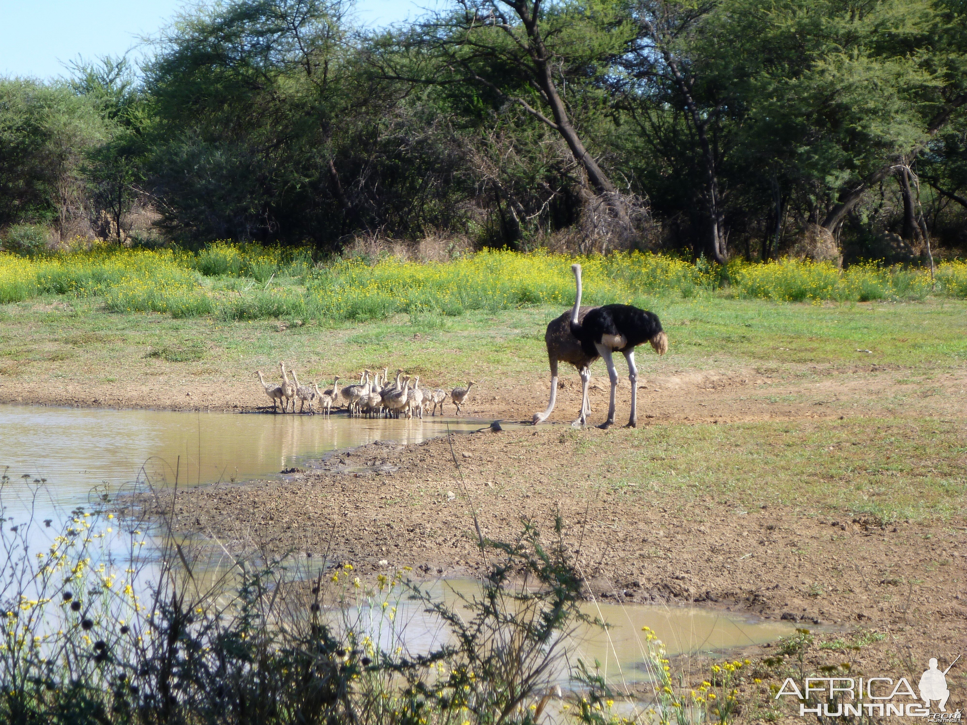 Ostrich Namibia