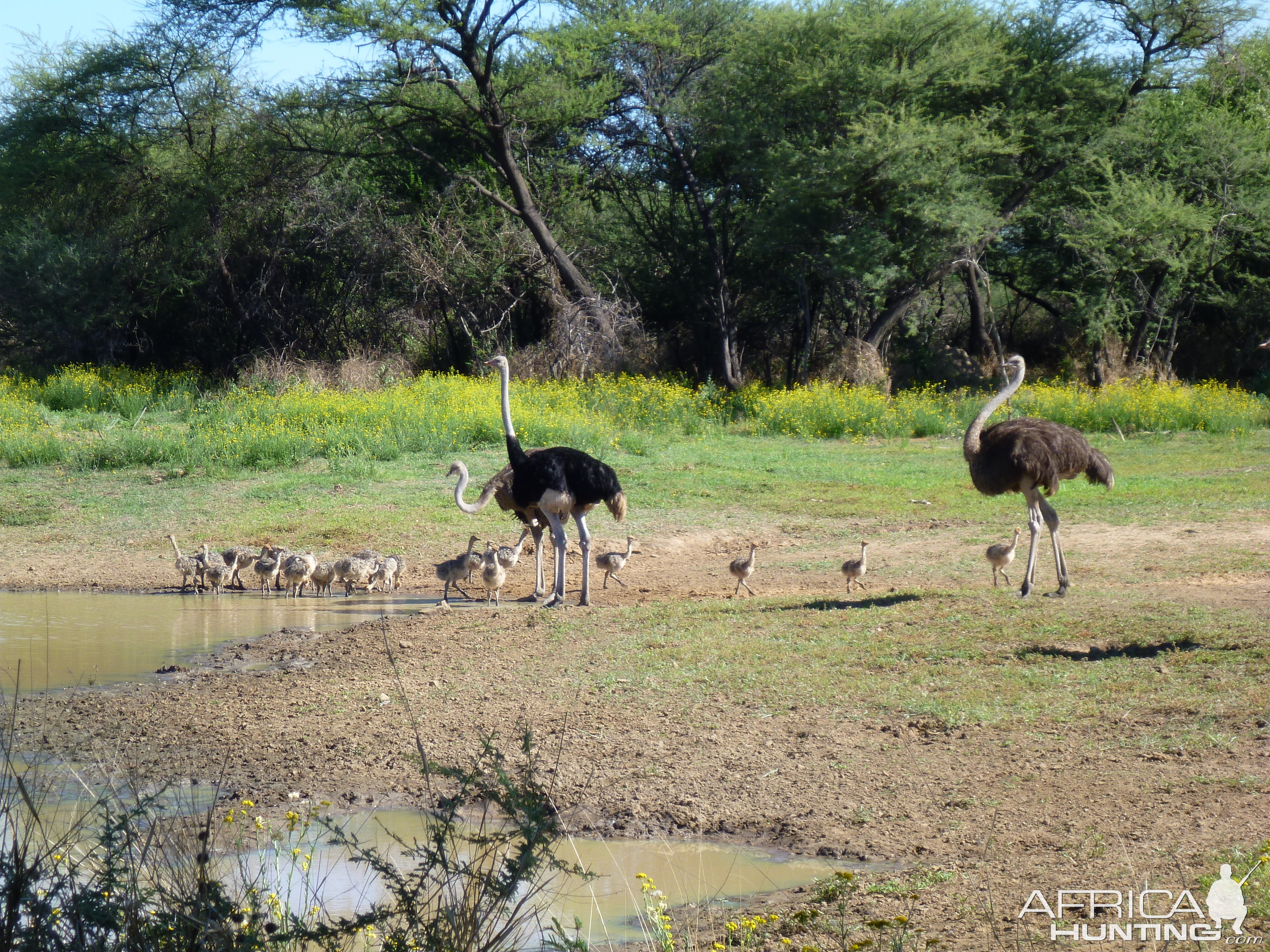 Ostrich Namibia