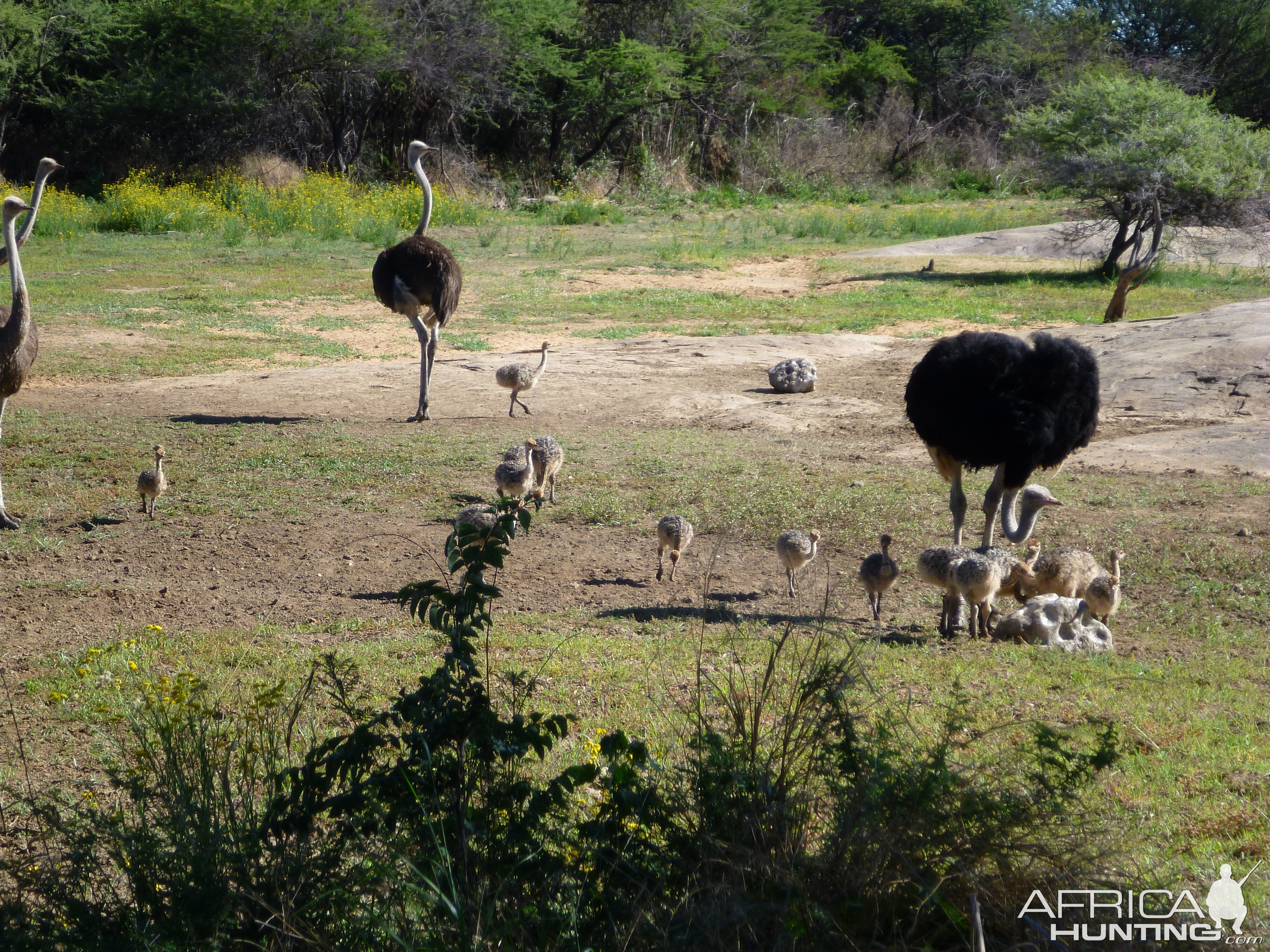 Ostrich Namibia