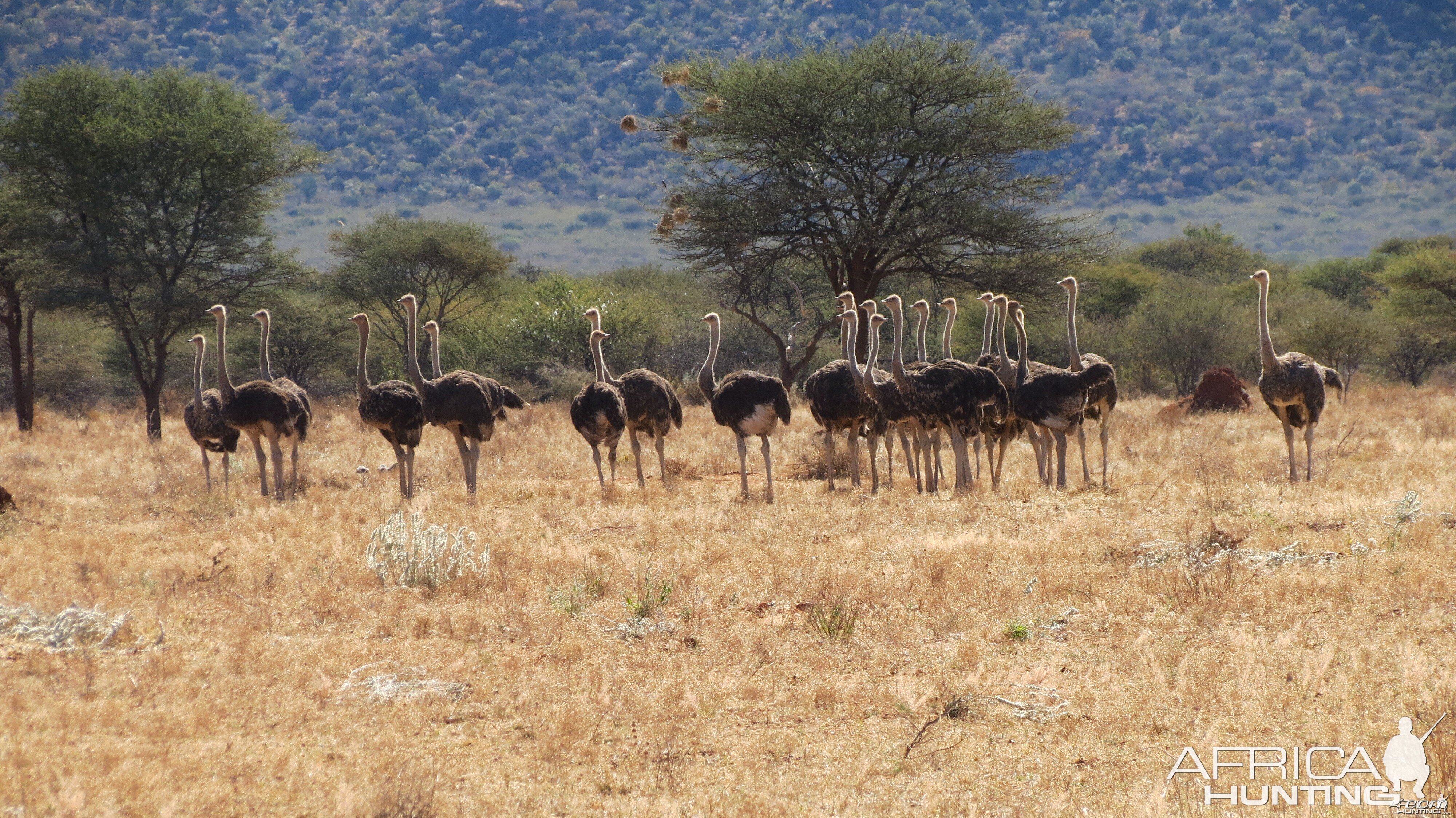 Ostrich Namibia