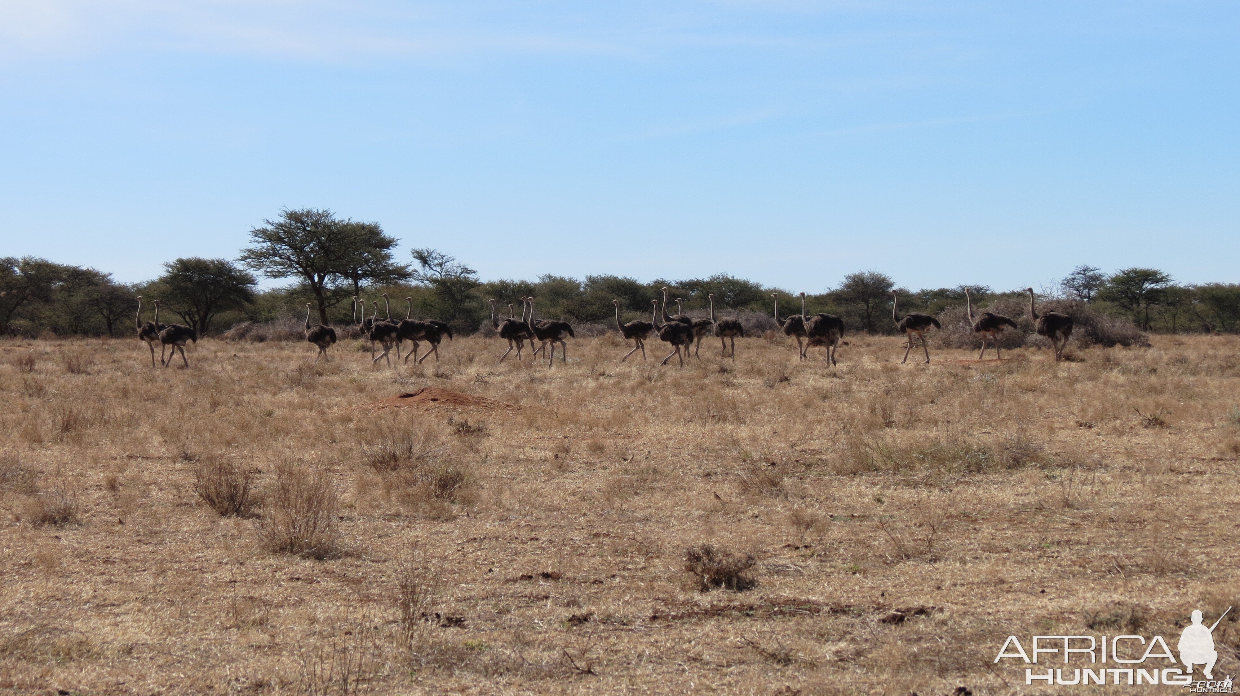 Ostrich Namibia