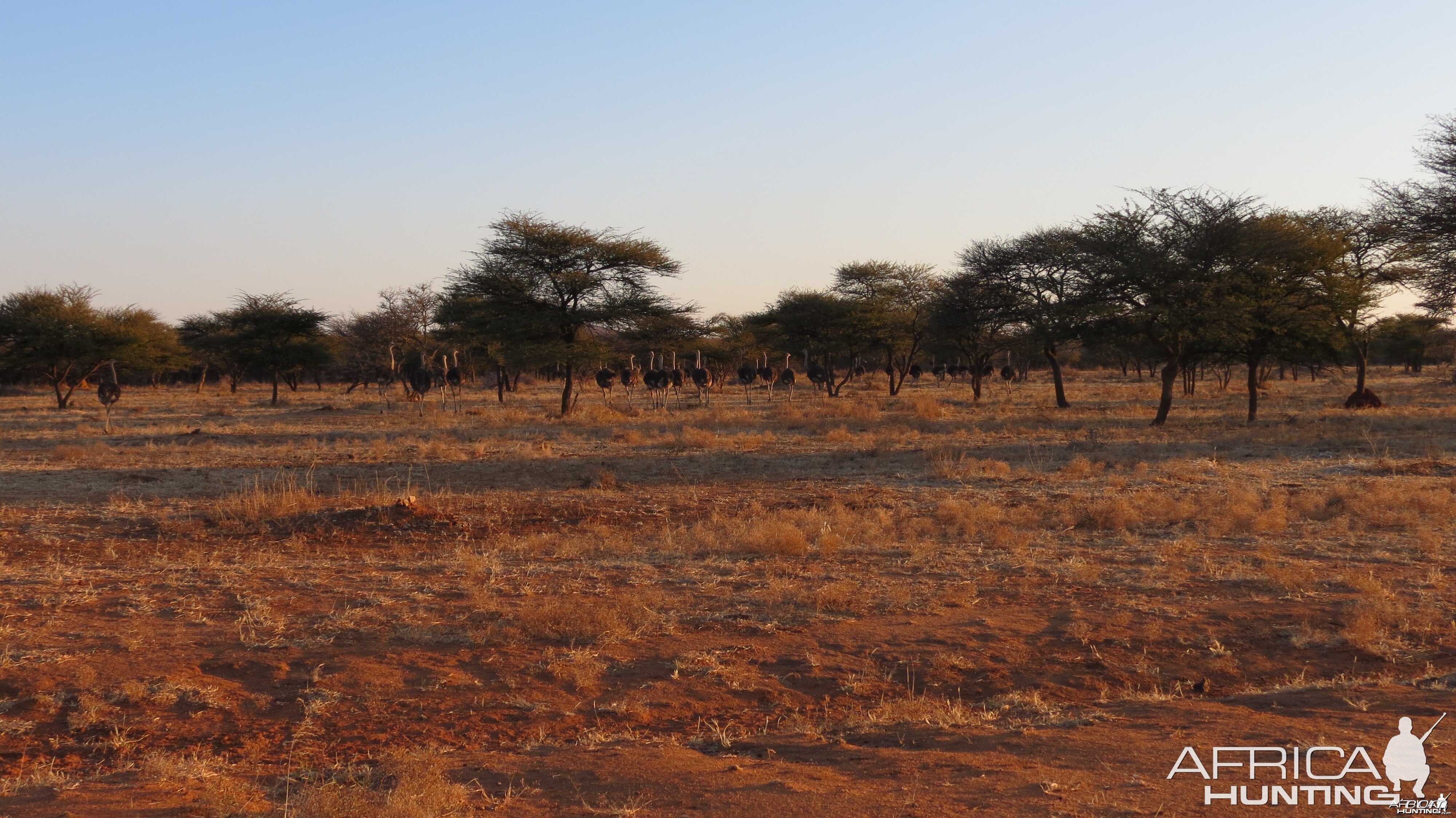 Ostrich Namibia