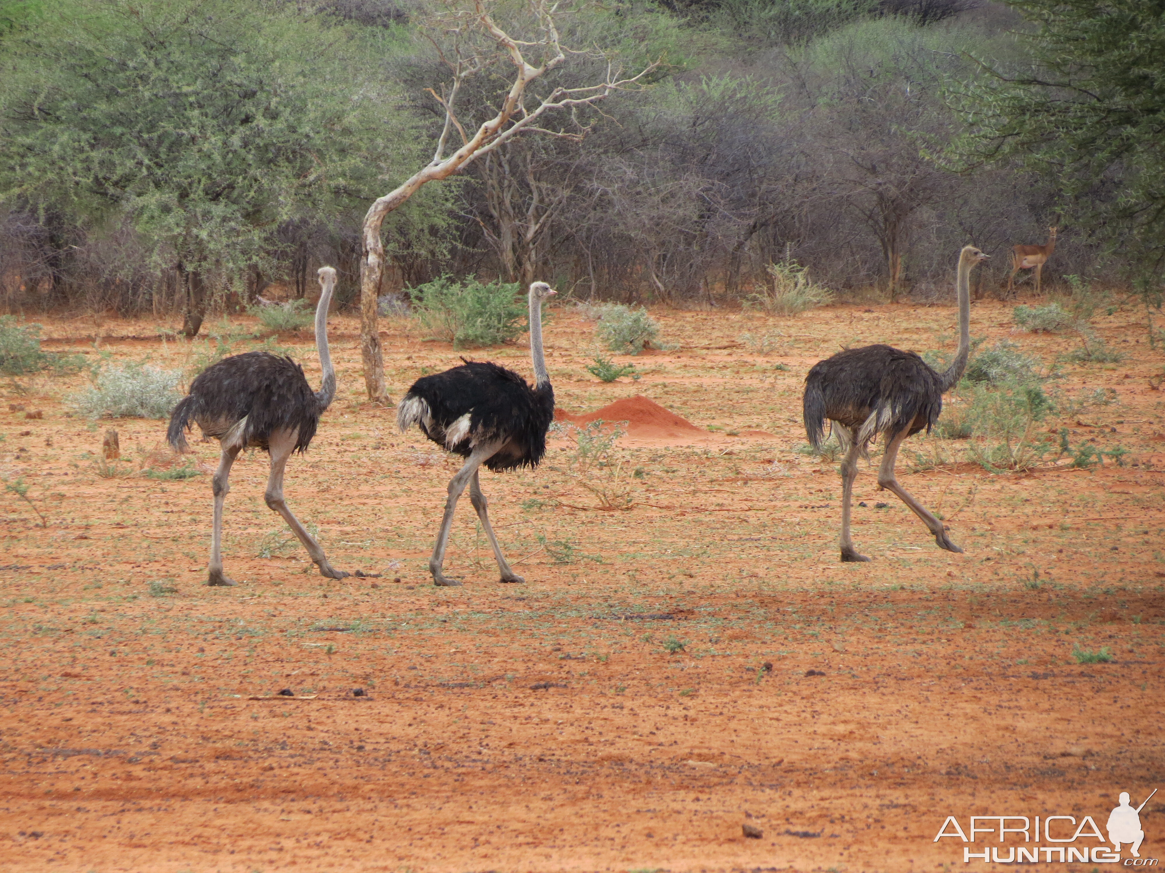 Ostrich Namibia