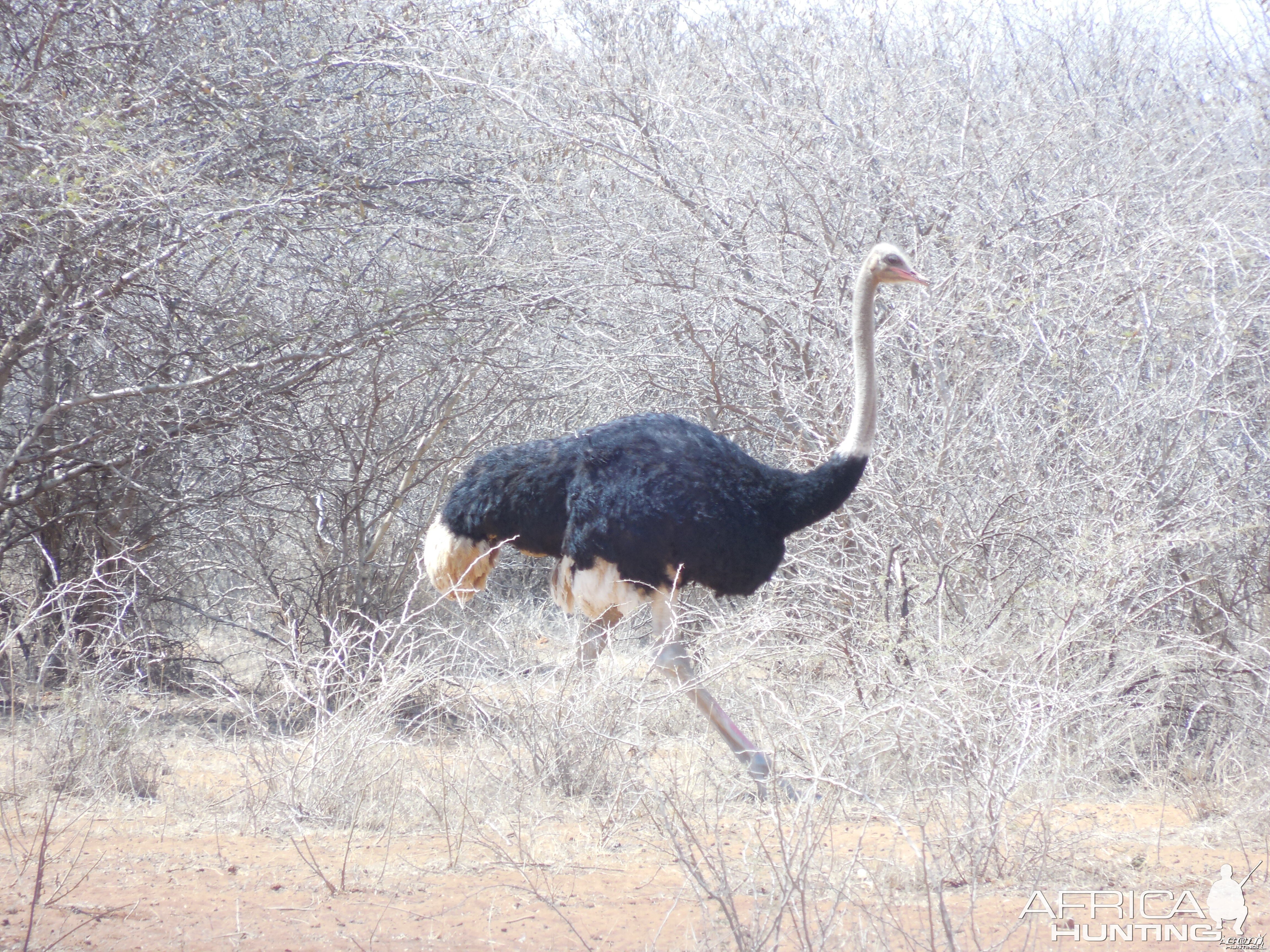 Ostrich Namibia