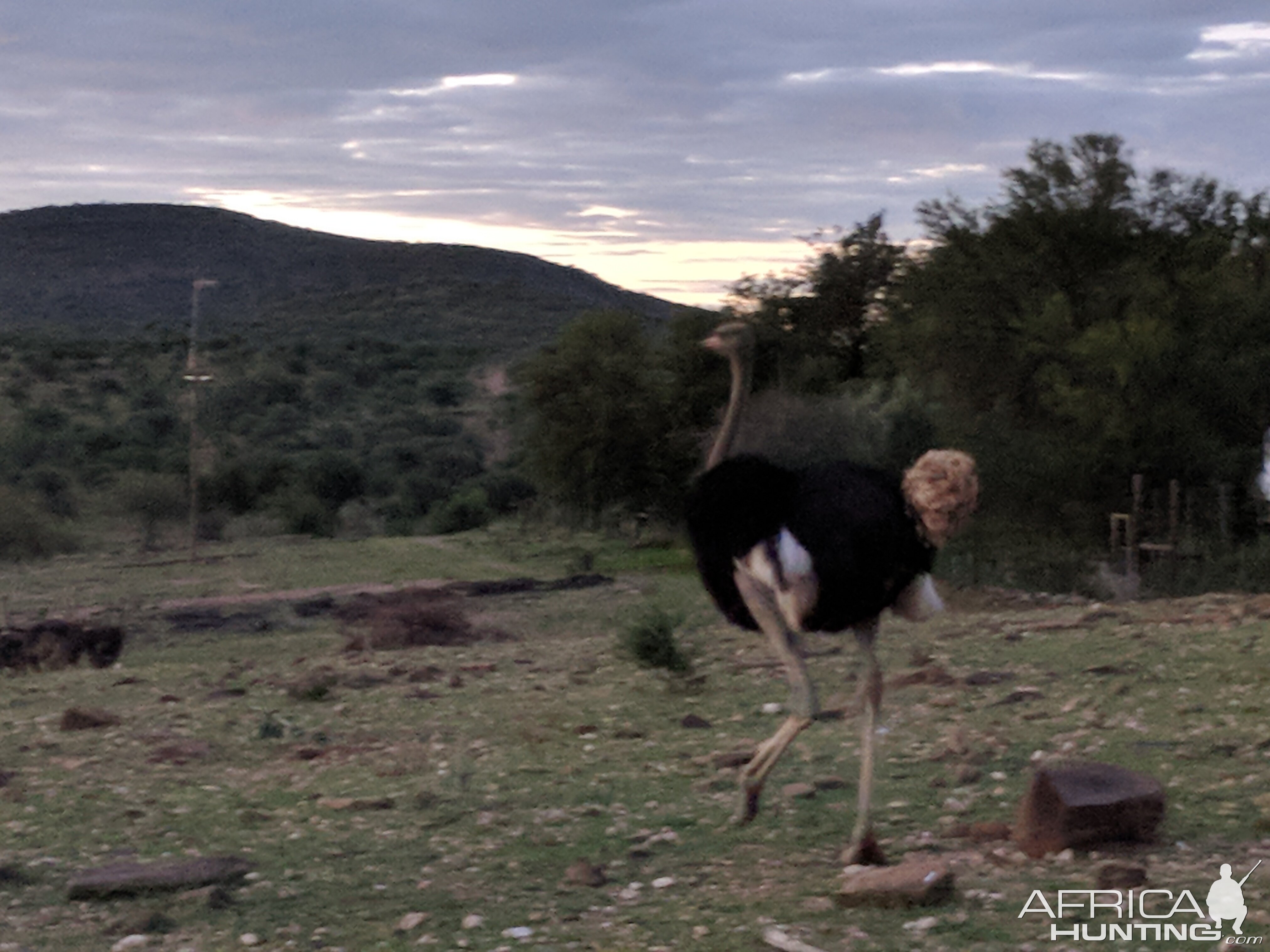 Ostrich Namibia