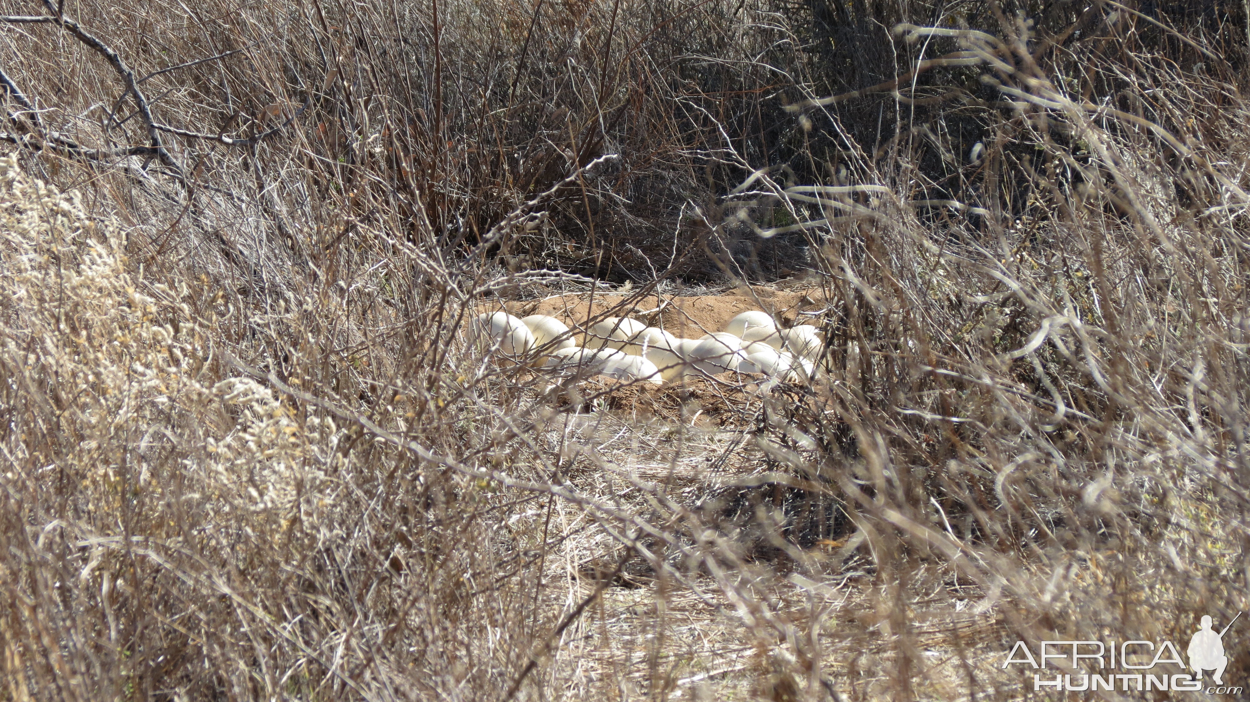 Ostrich nest Namibia