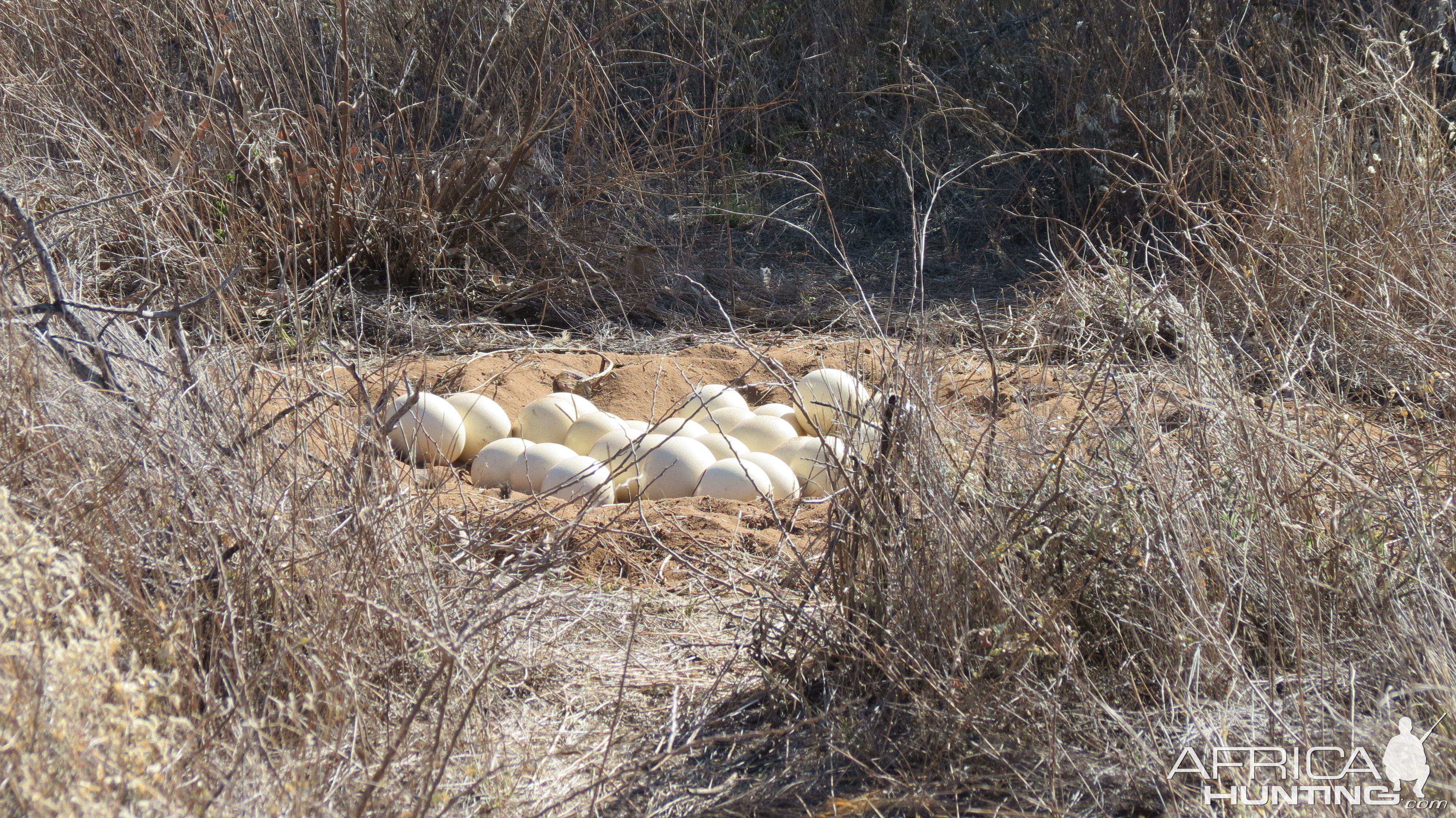 Ostrich nest Namibia