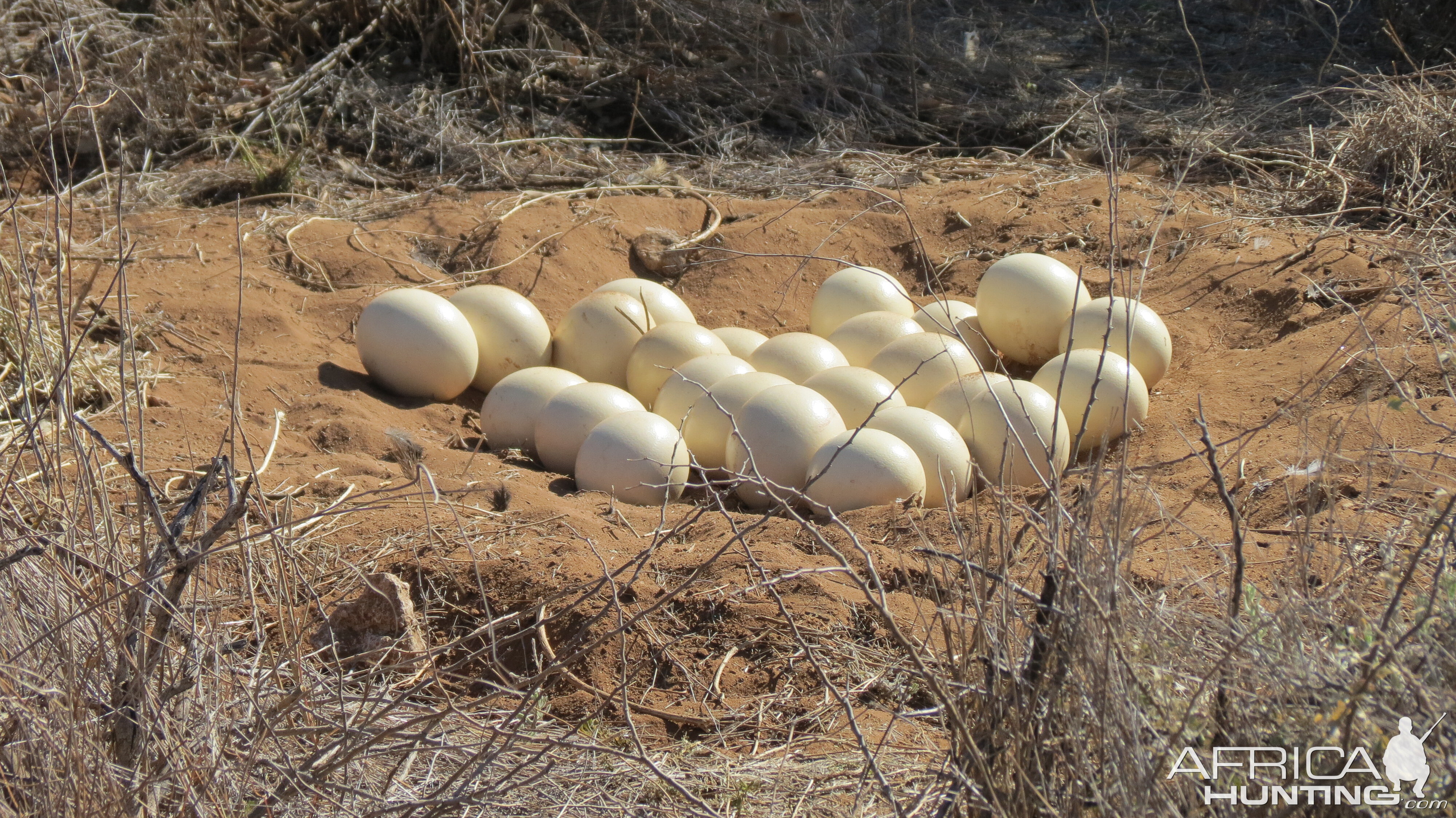 Ostrich nest Namibia