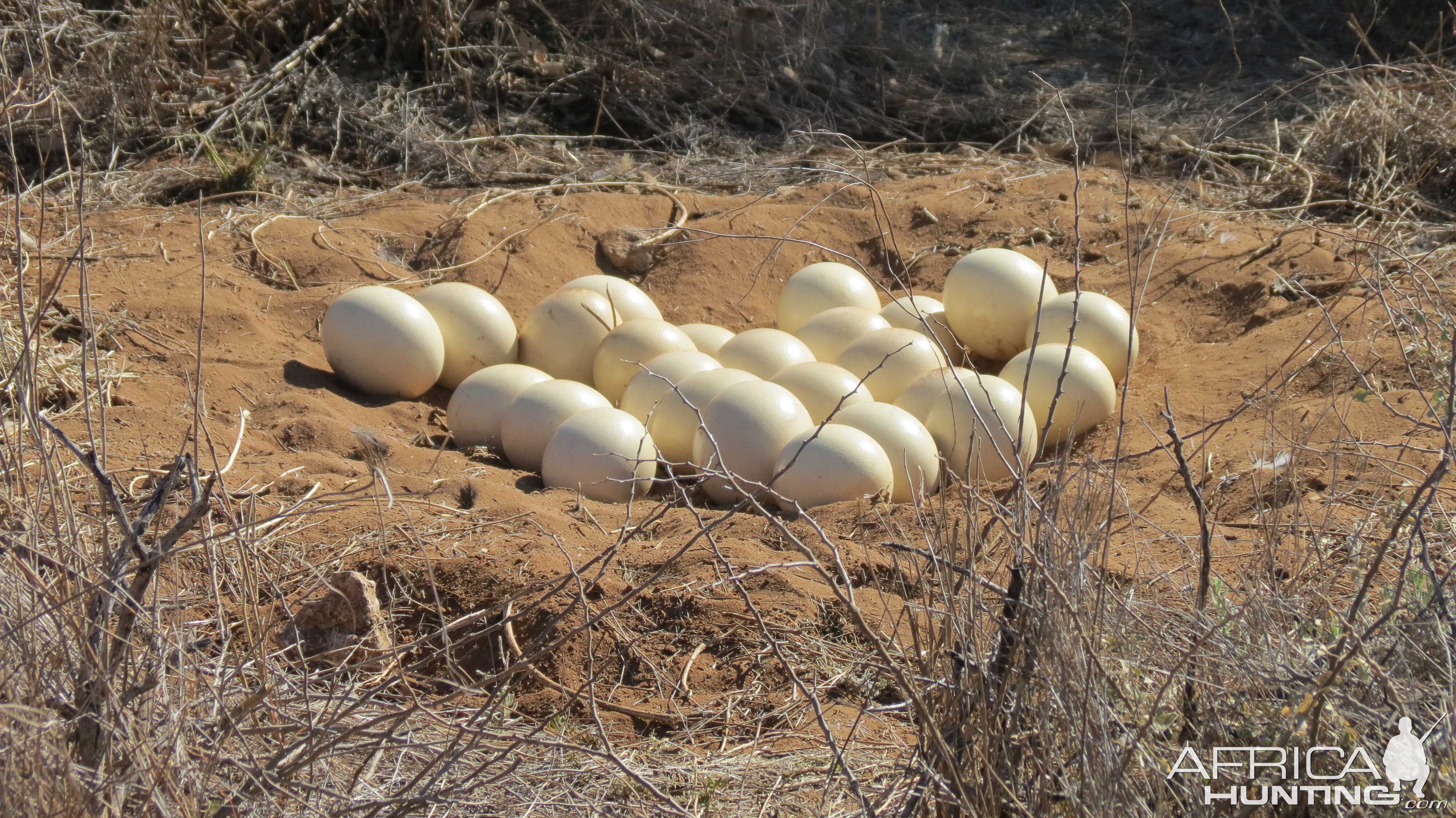 Ostrich nest Namibia