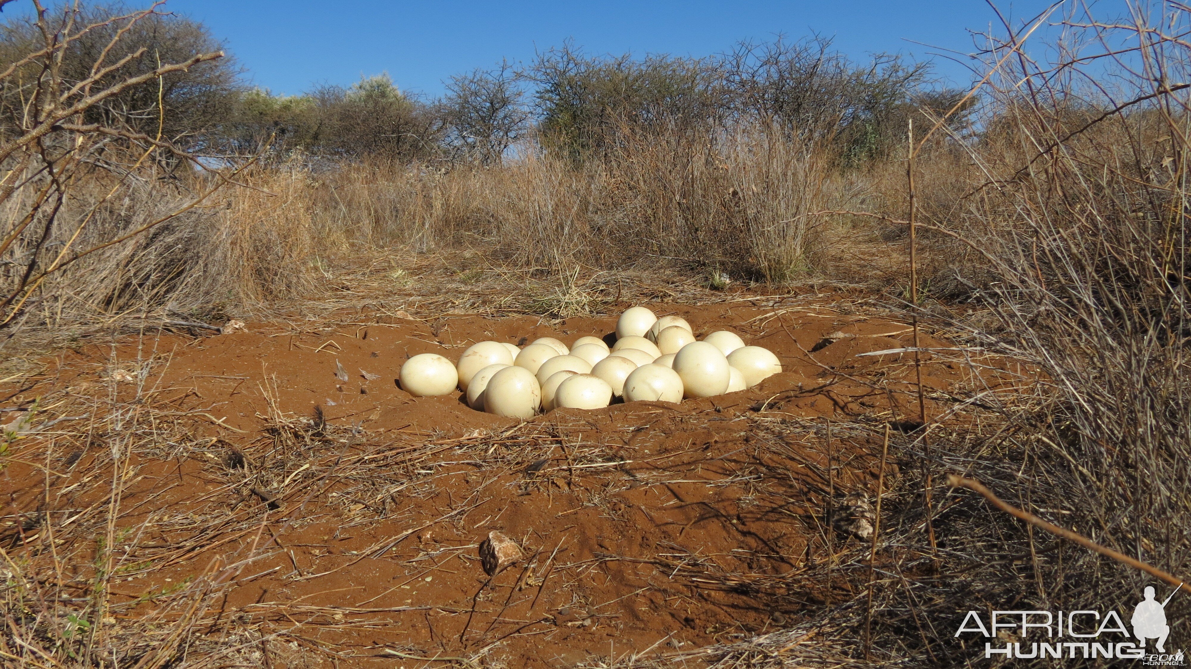 Ostrich nest Namibia