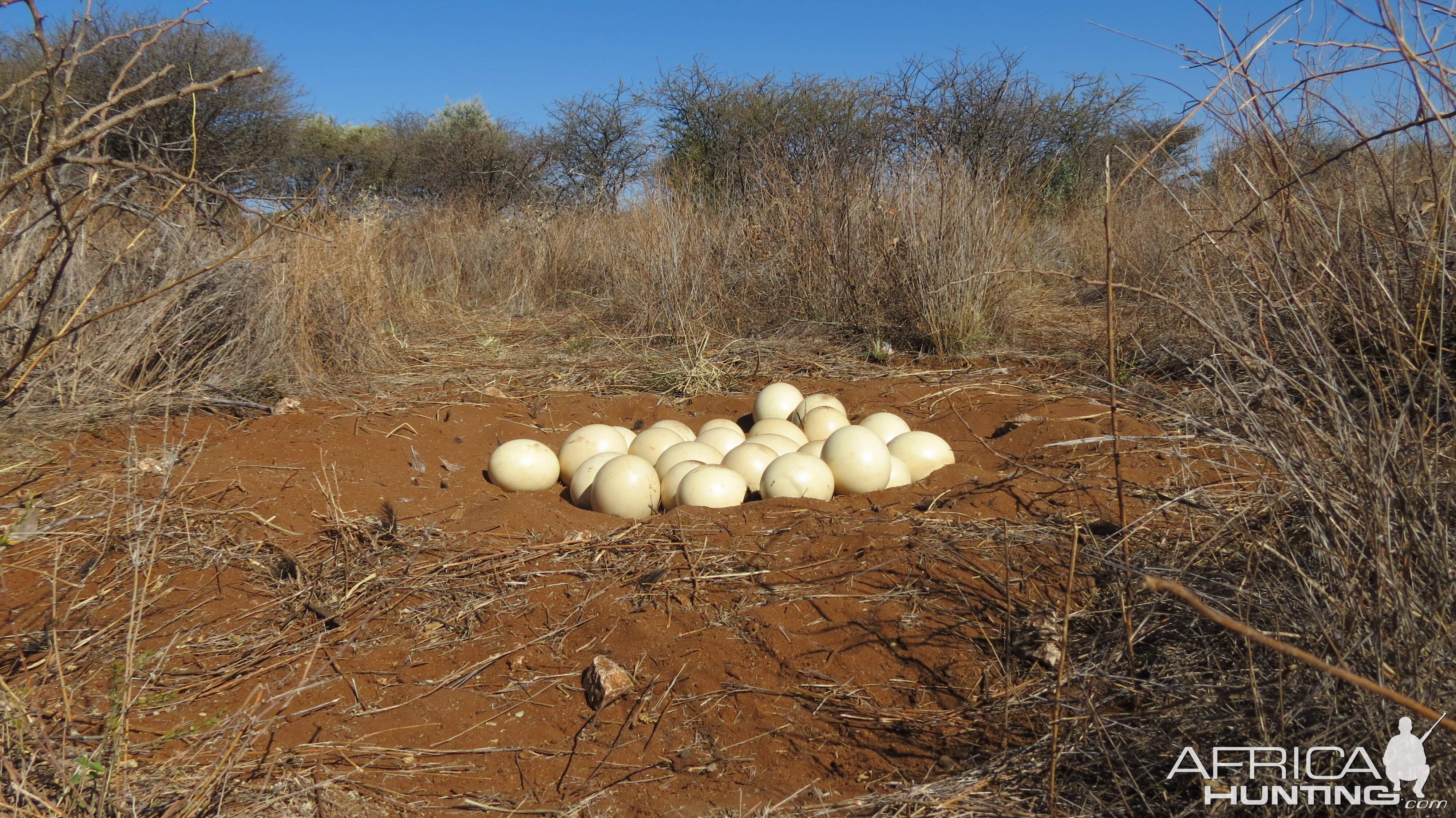 Ostrich nest Namibia