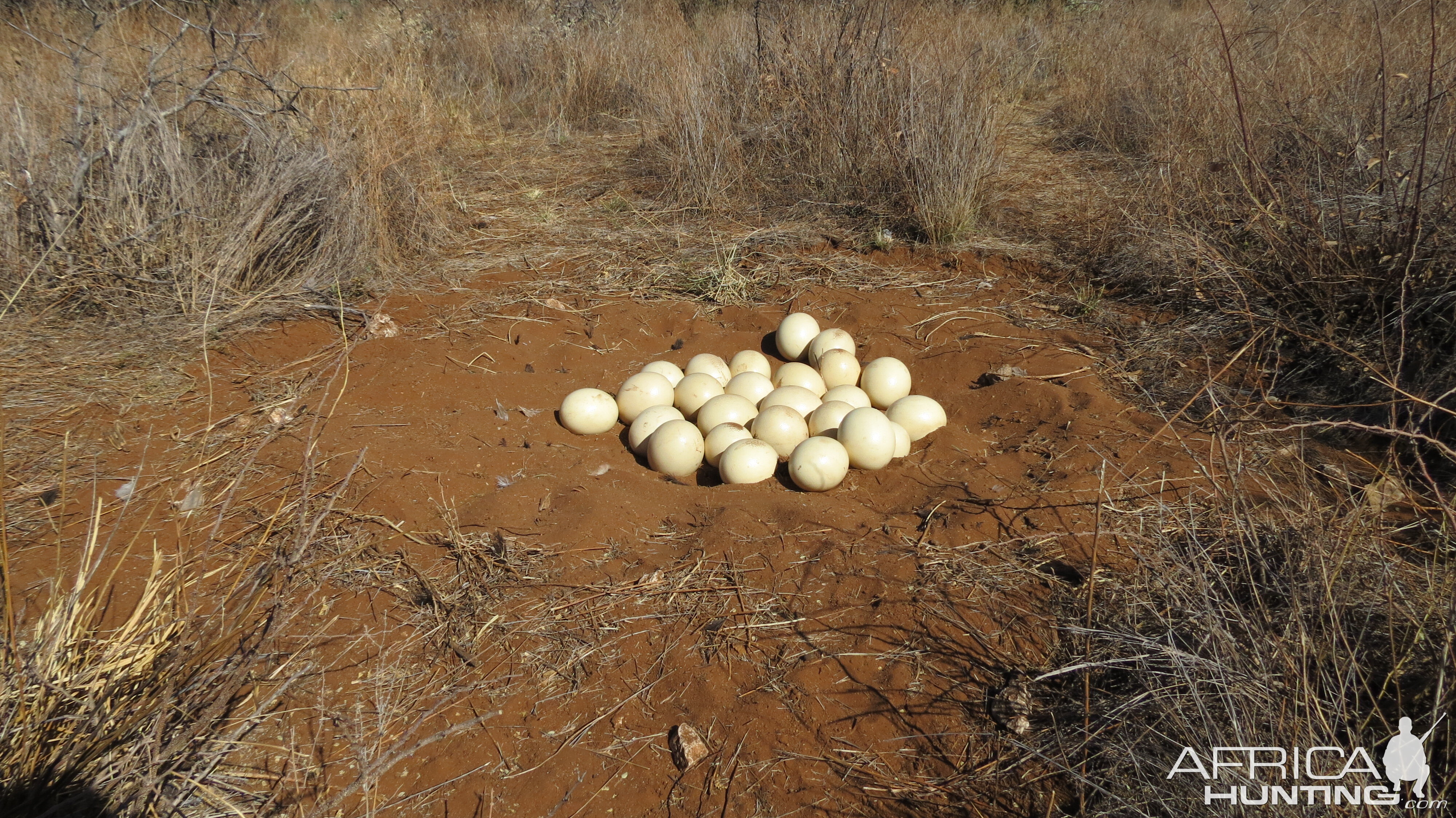 Ostrich nest Namibia