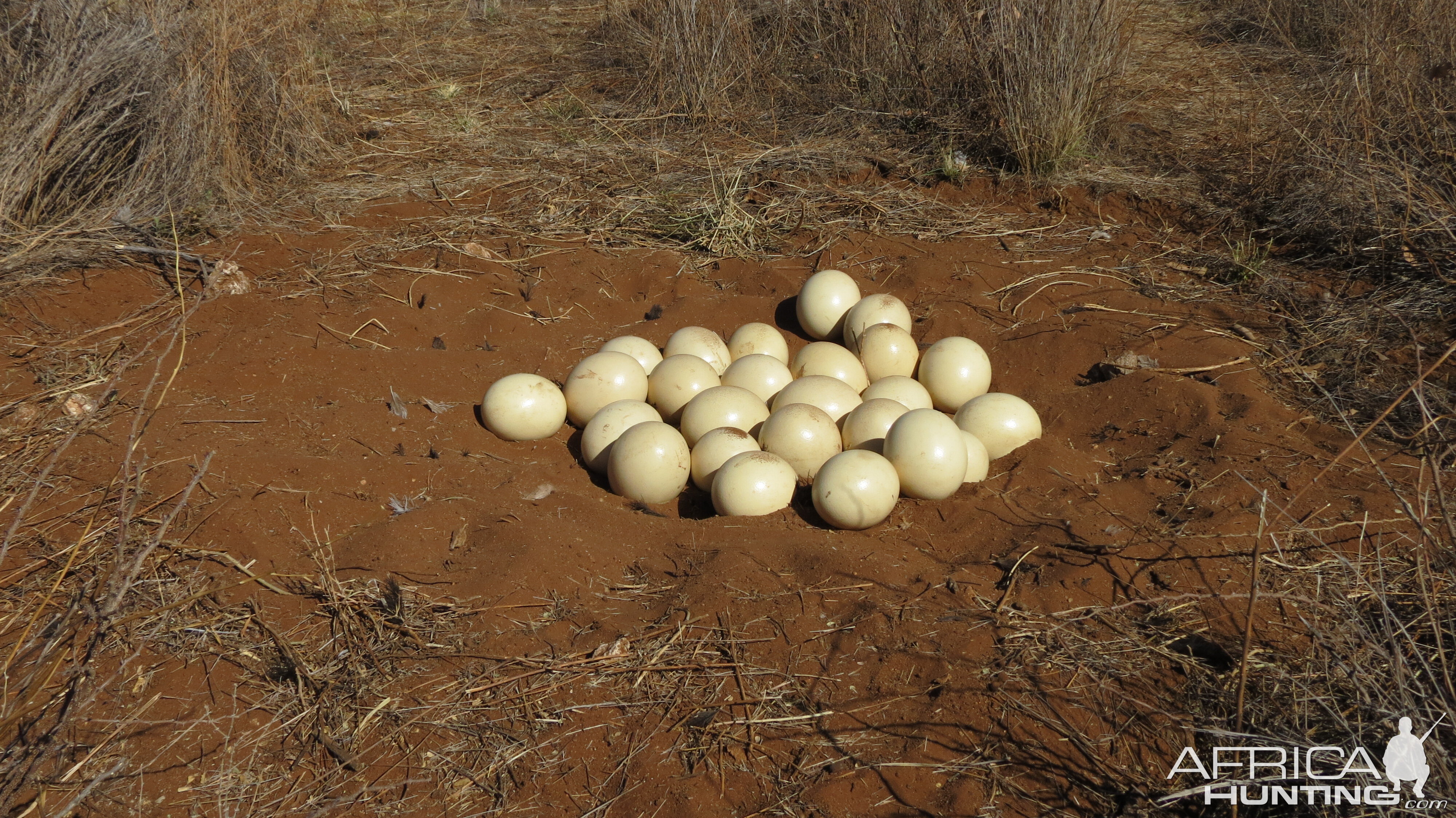 Ostrich nest Namibia