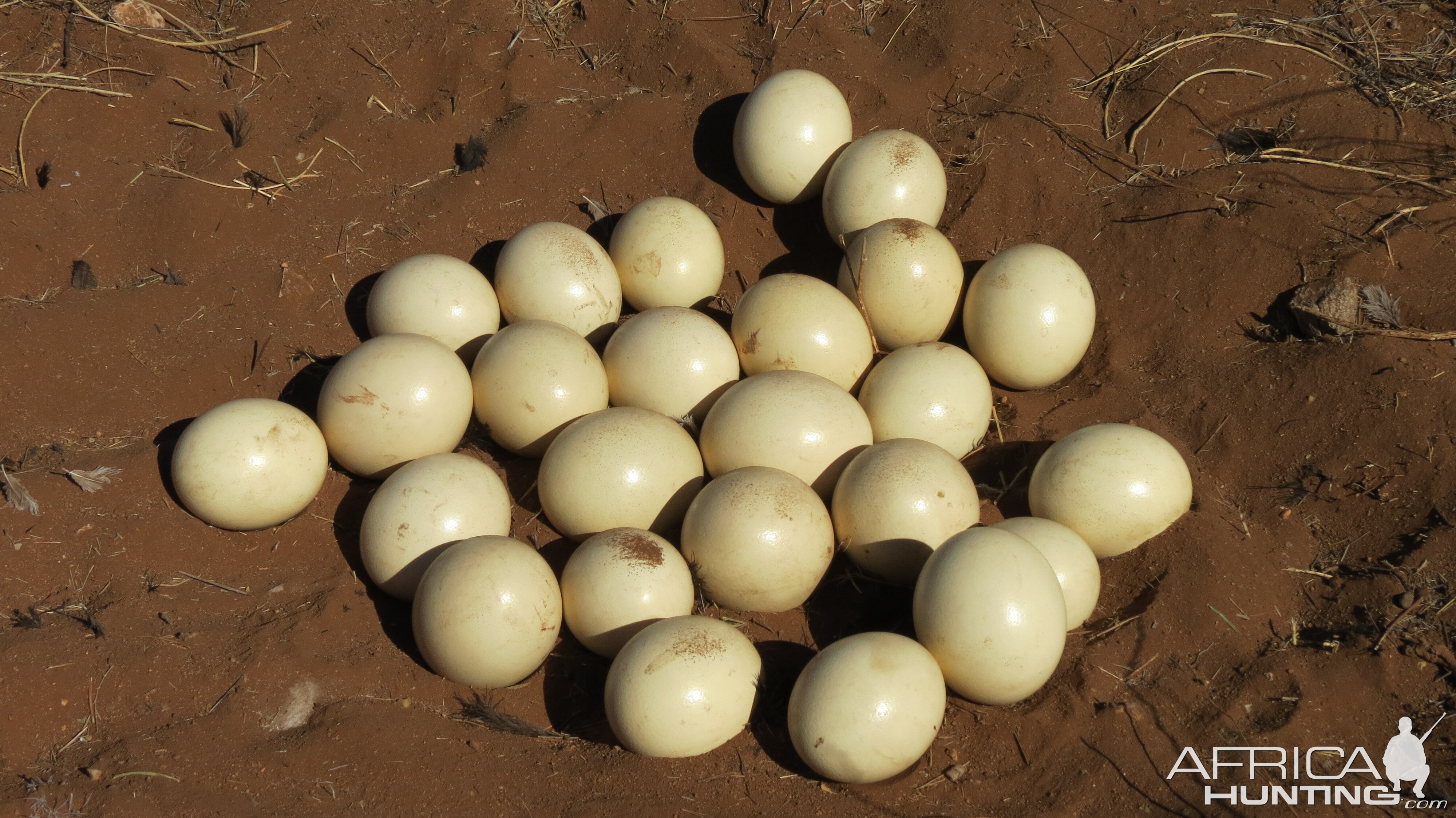 Ostrich nest Namibia