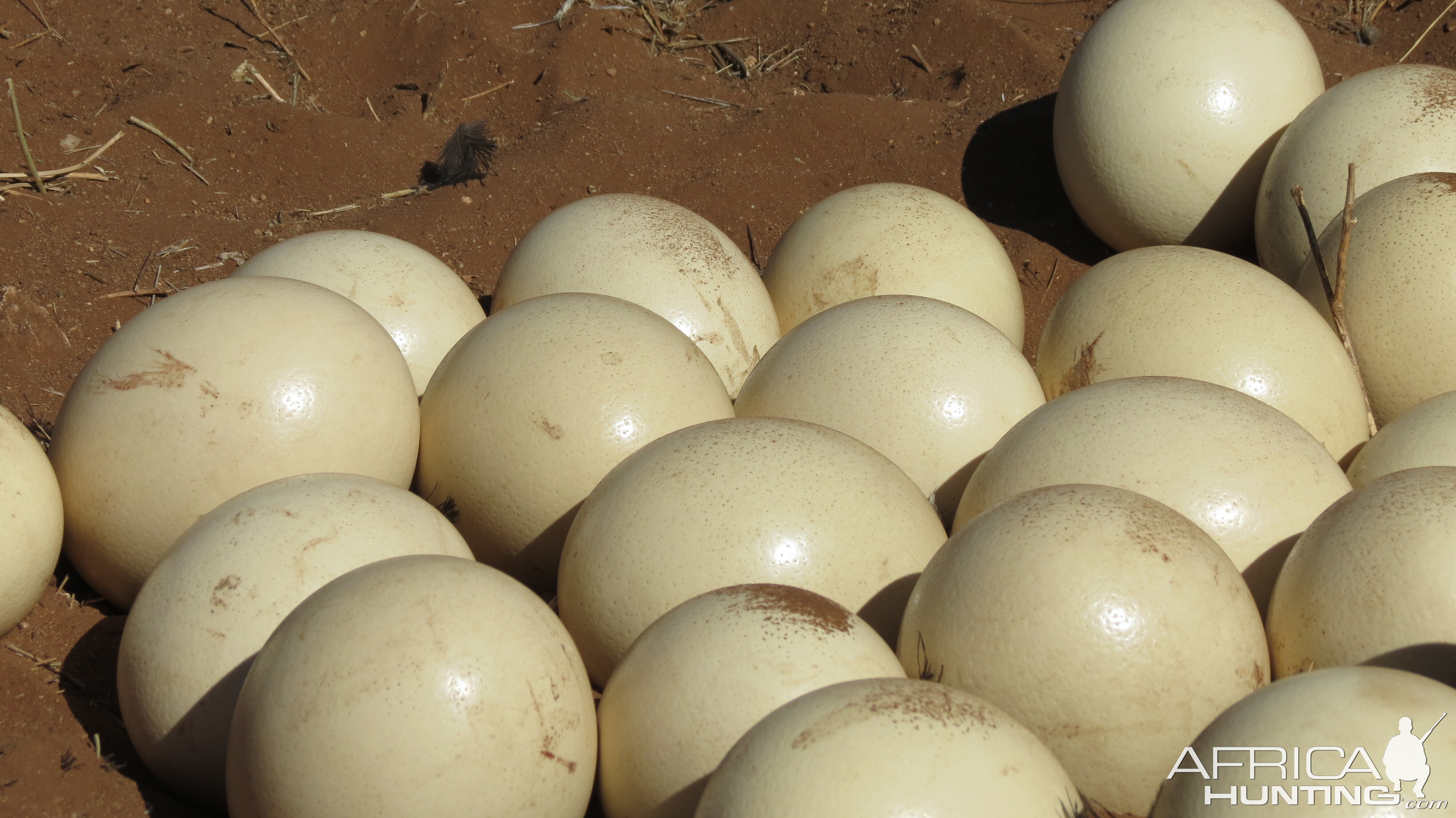 Ostrich nest Namibia