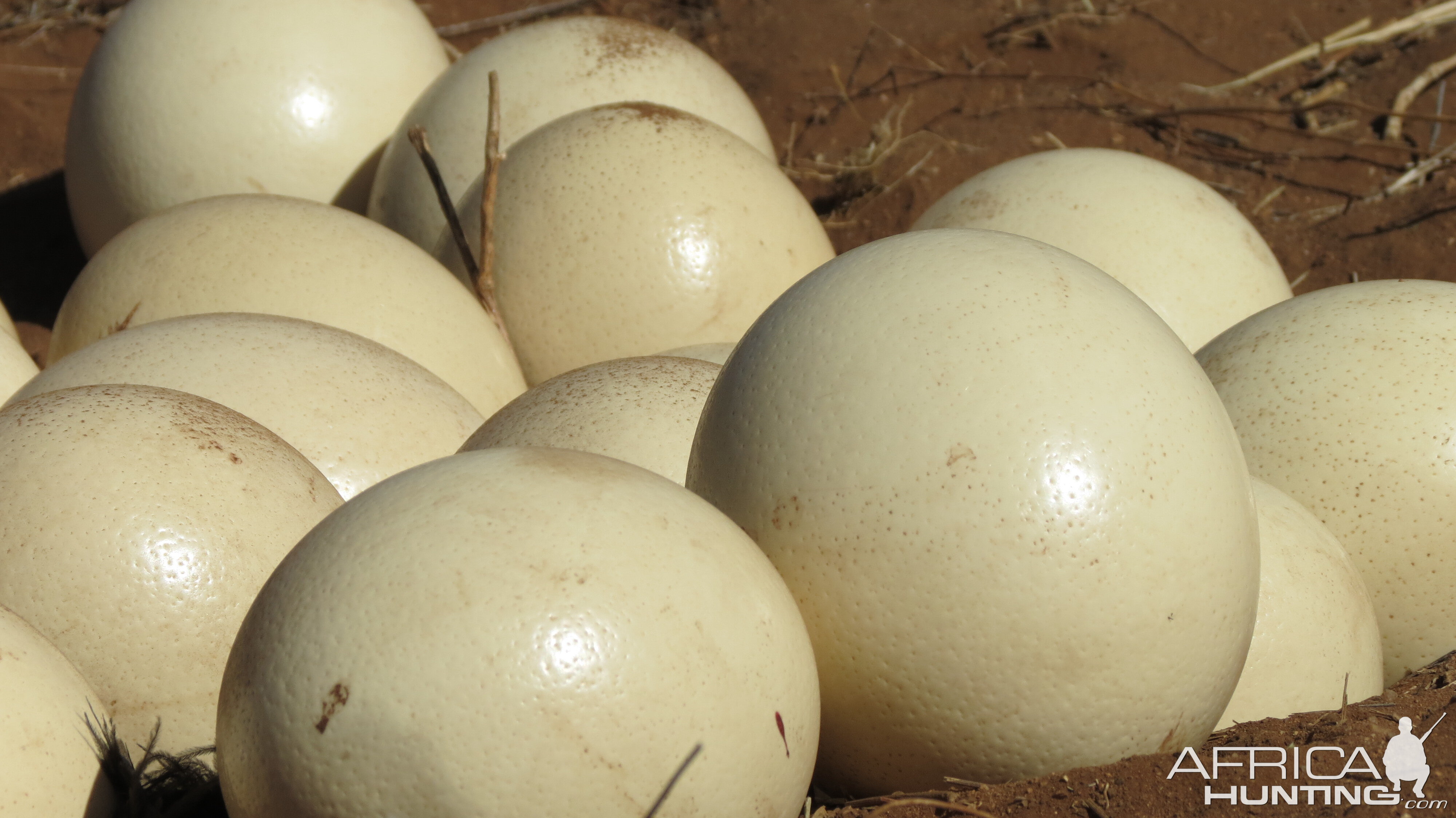 Ostrich nest Namibia