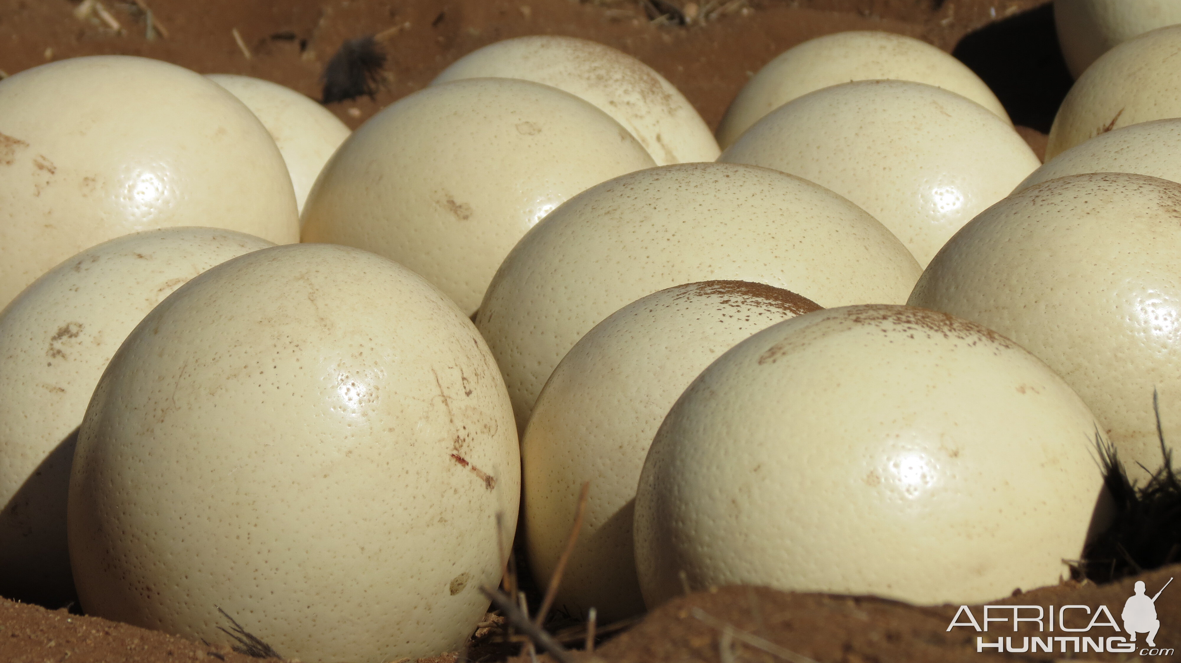 Ostrich nest Namibia