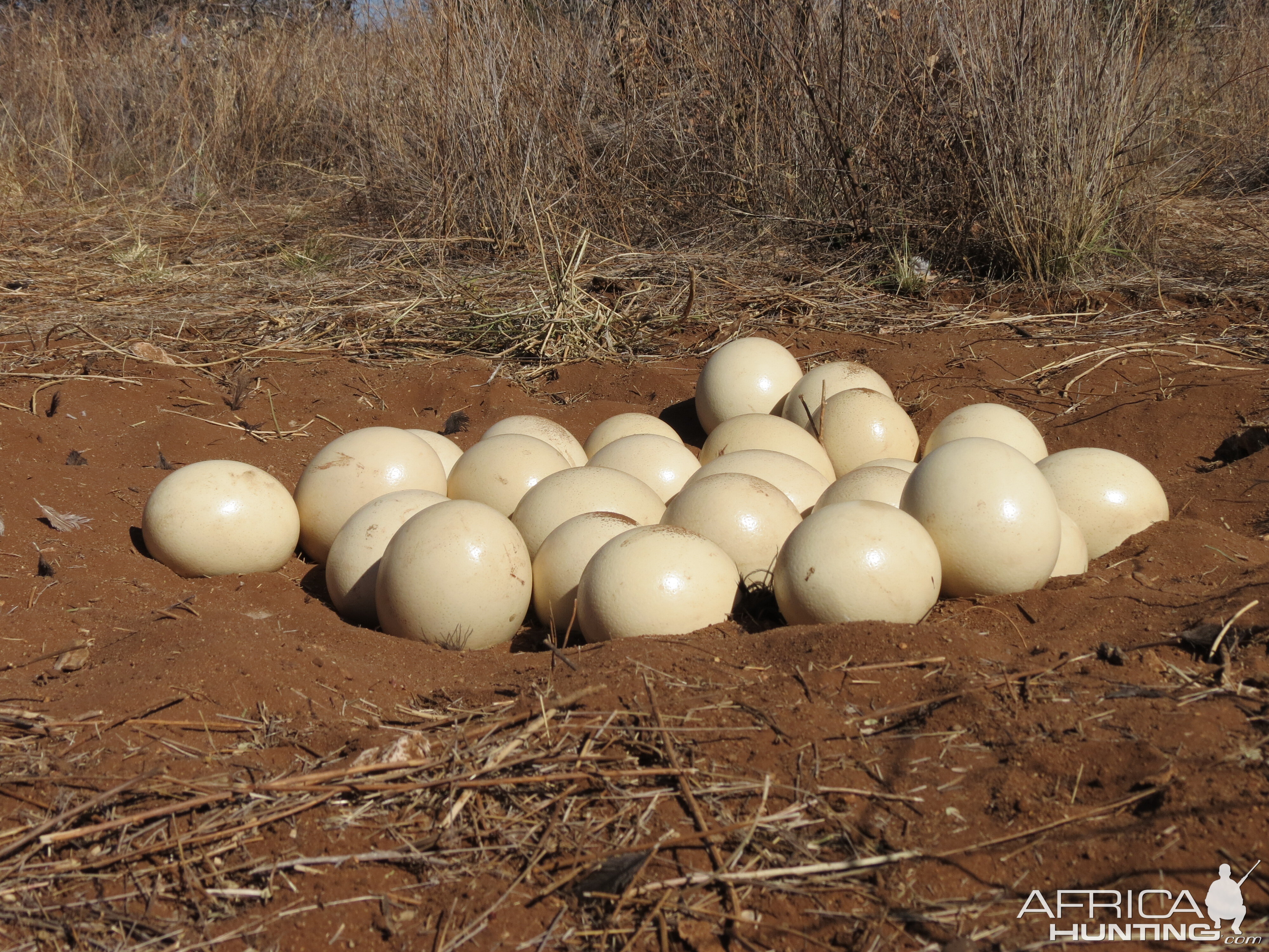 Ostrich nest Namibia