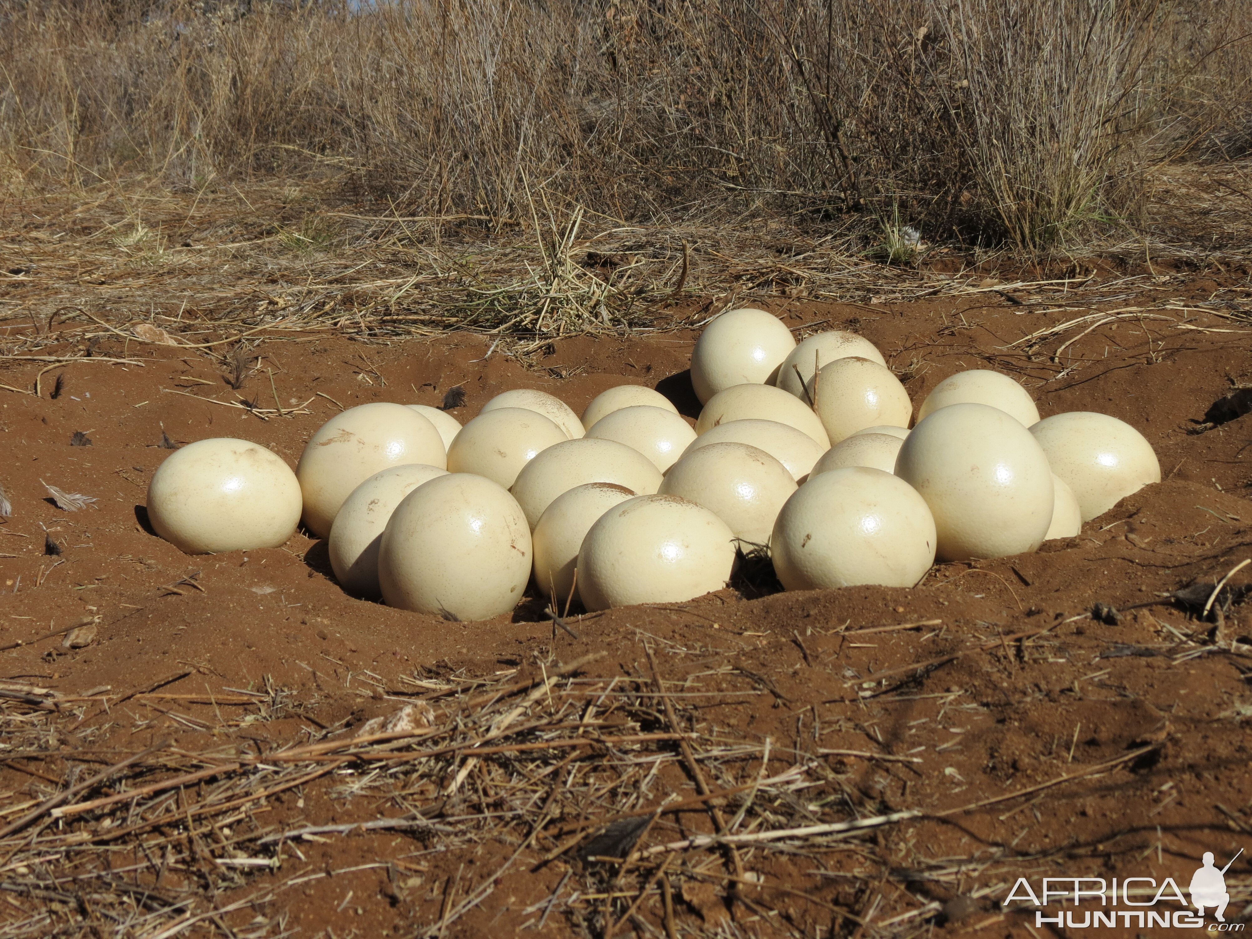 Ostrich nest Namibia