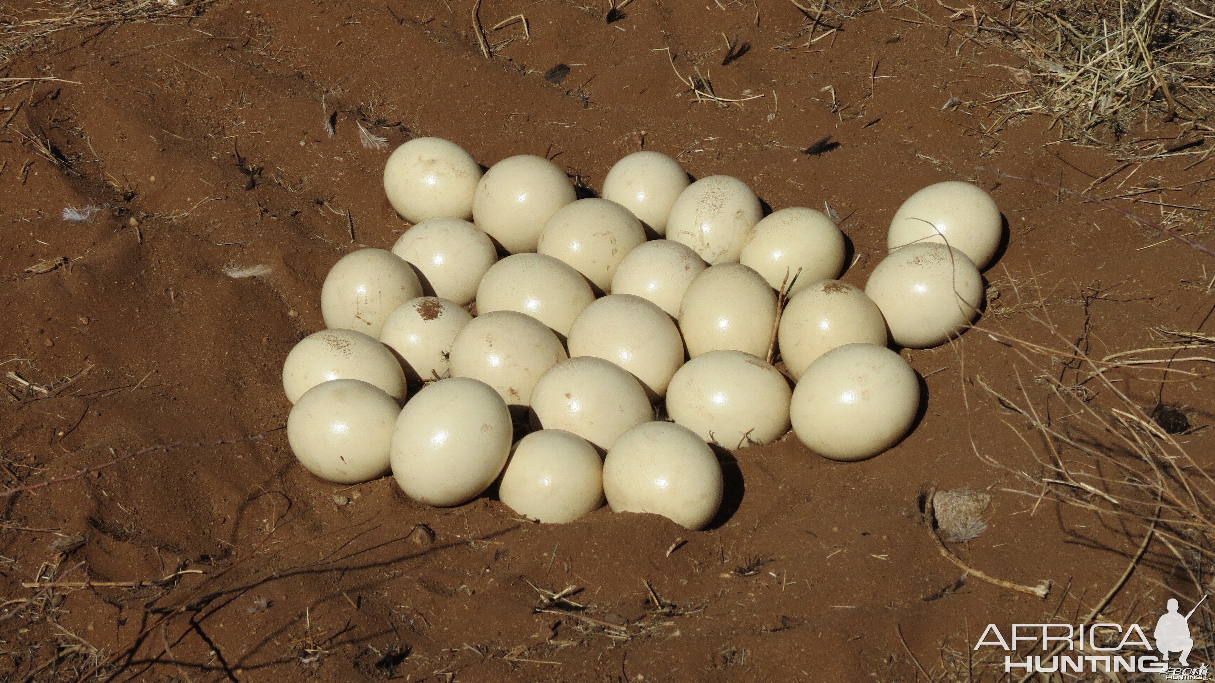 Ostrich nest Namibia