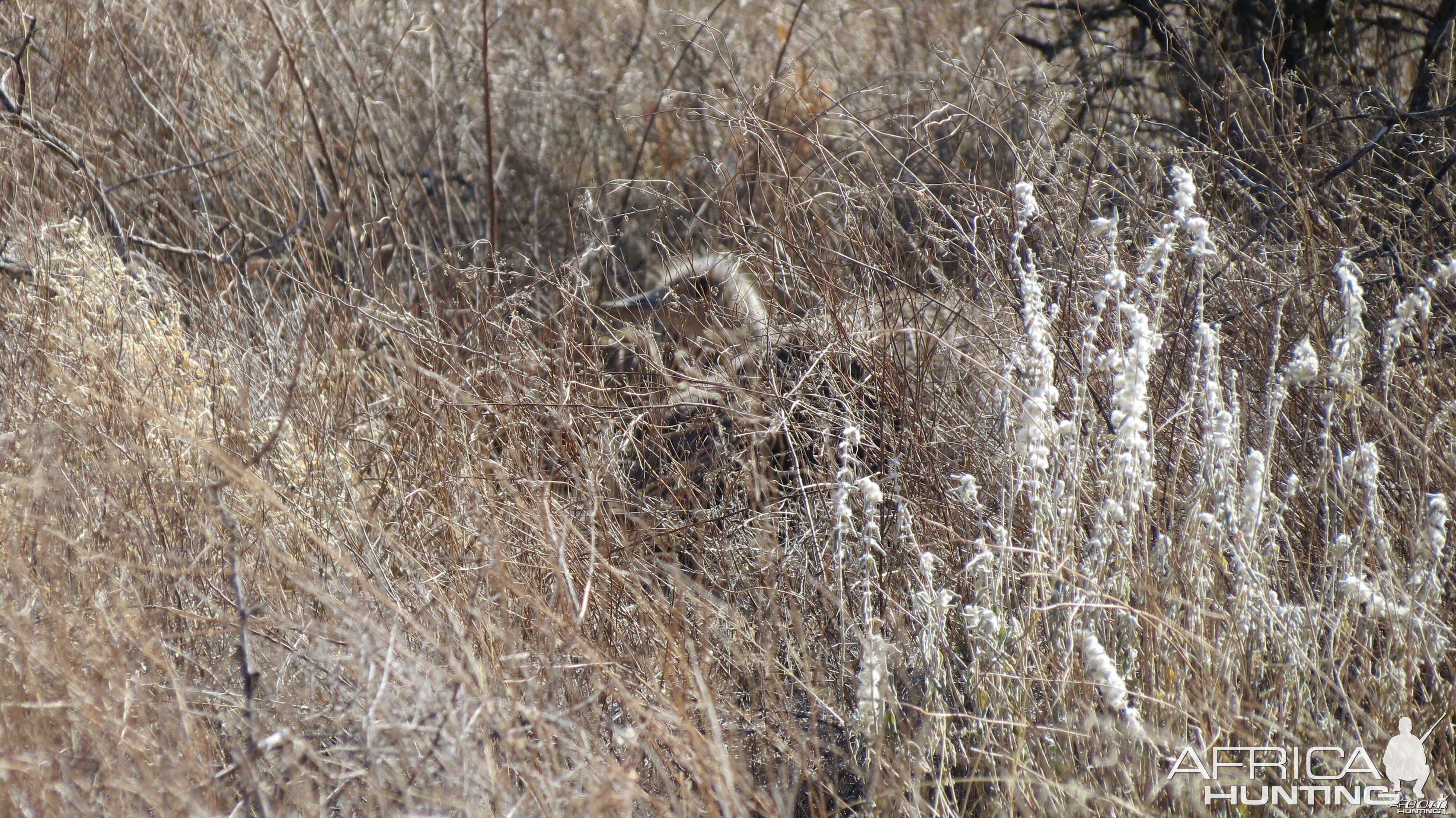 Ostrich on nest Namibia