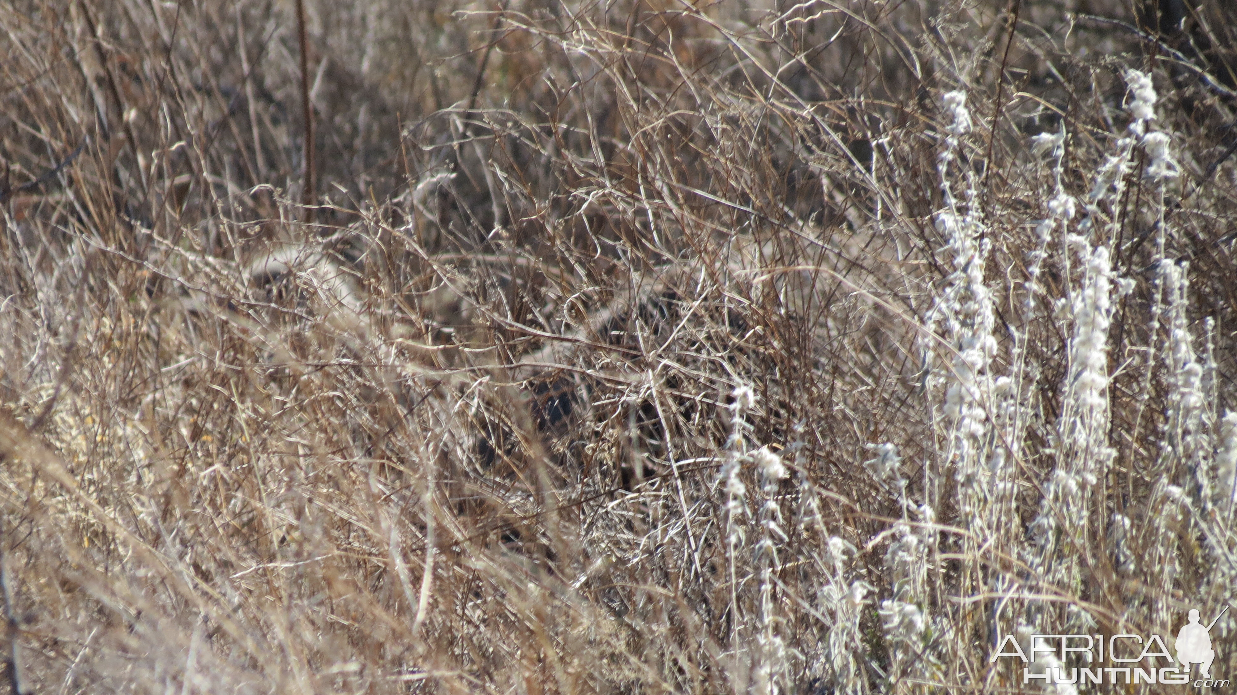 Ostrich on nest Namibia