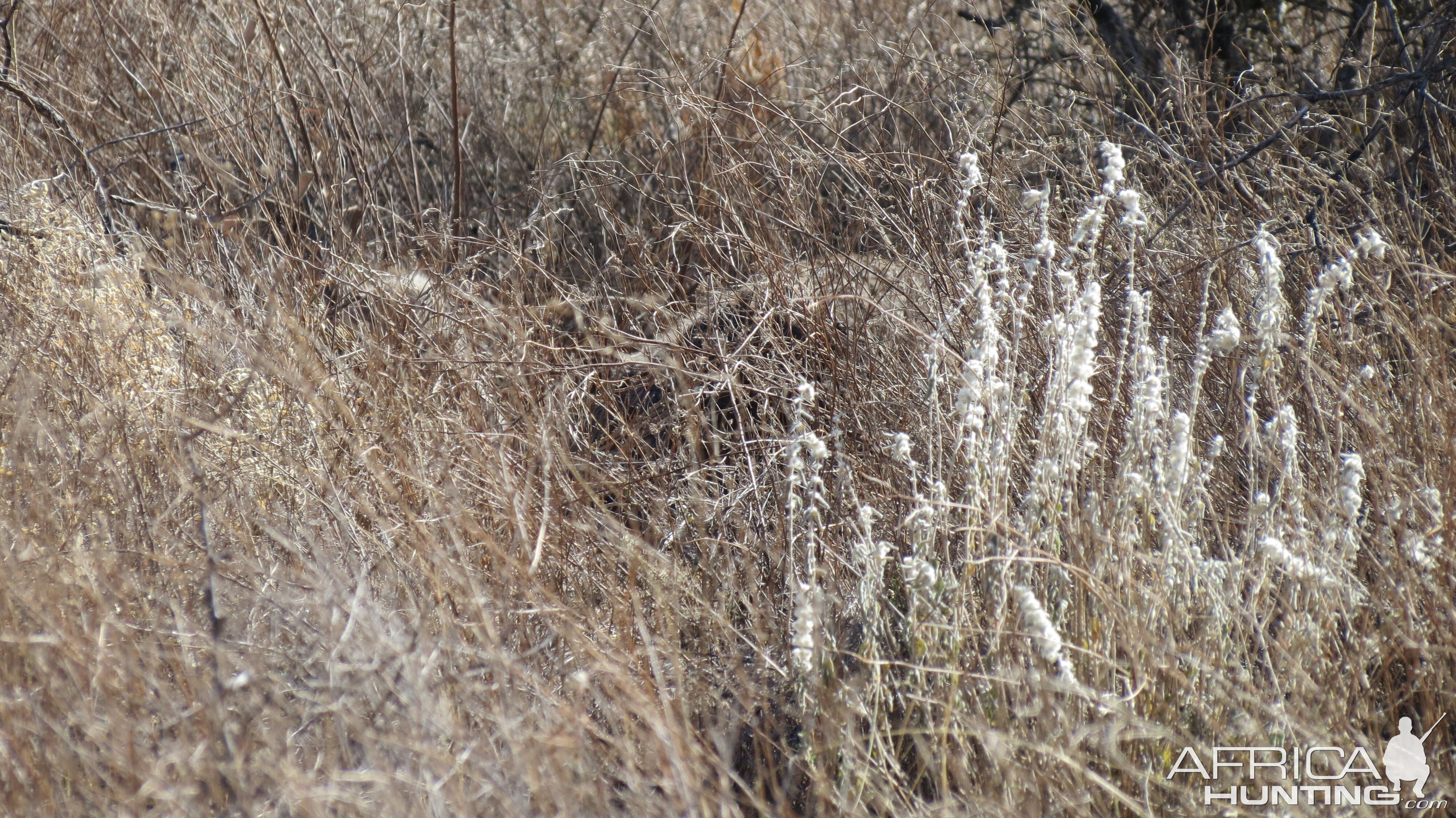 Ostrich on nest Namibia