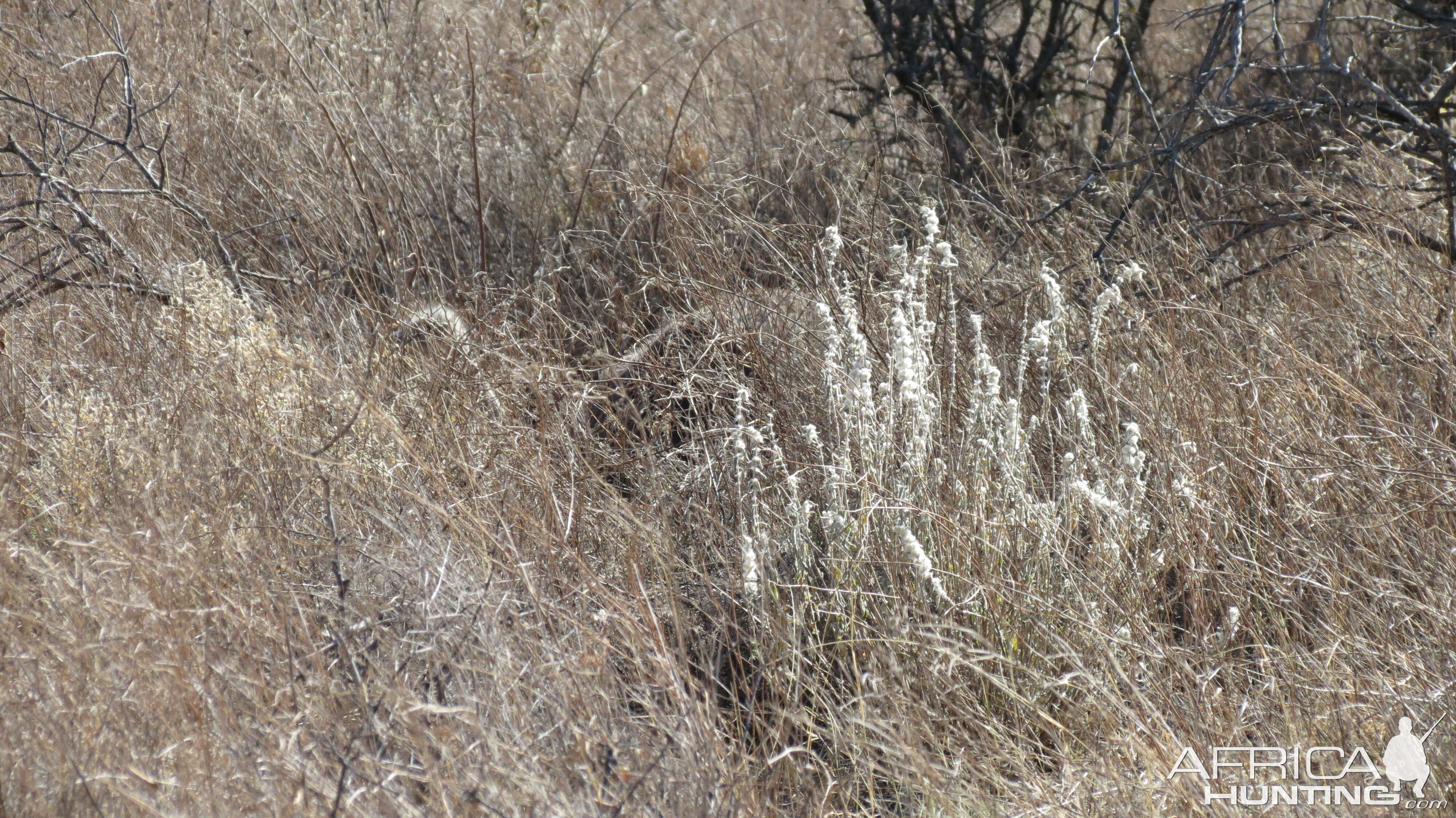 Ostrich on nest Namibia