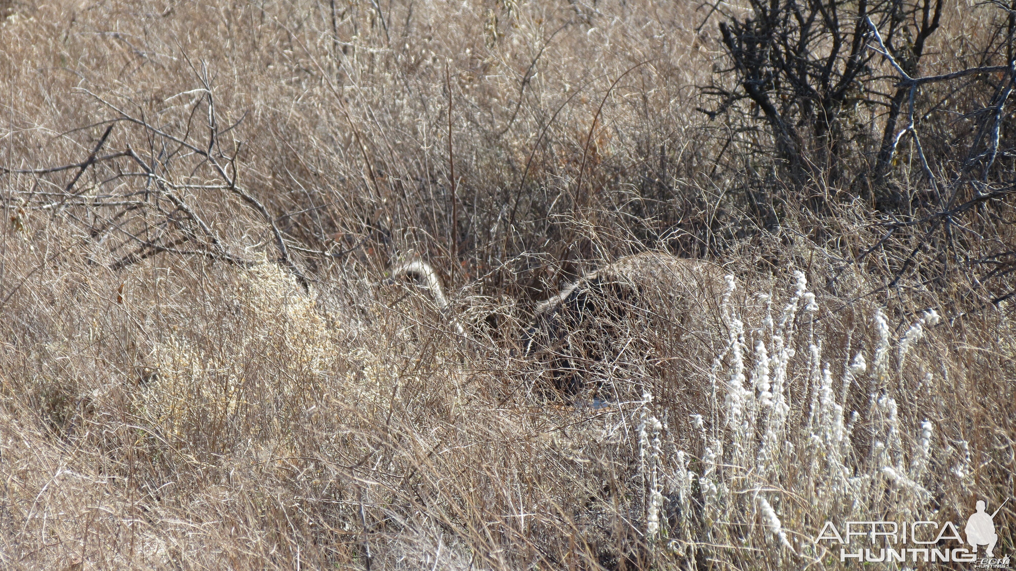 Ostrich on nest Namibia