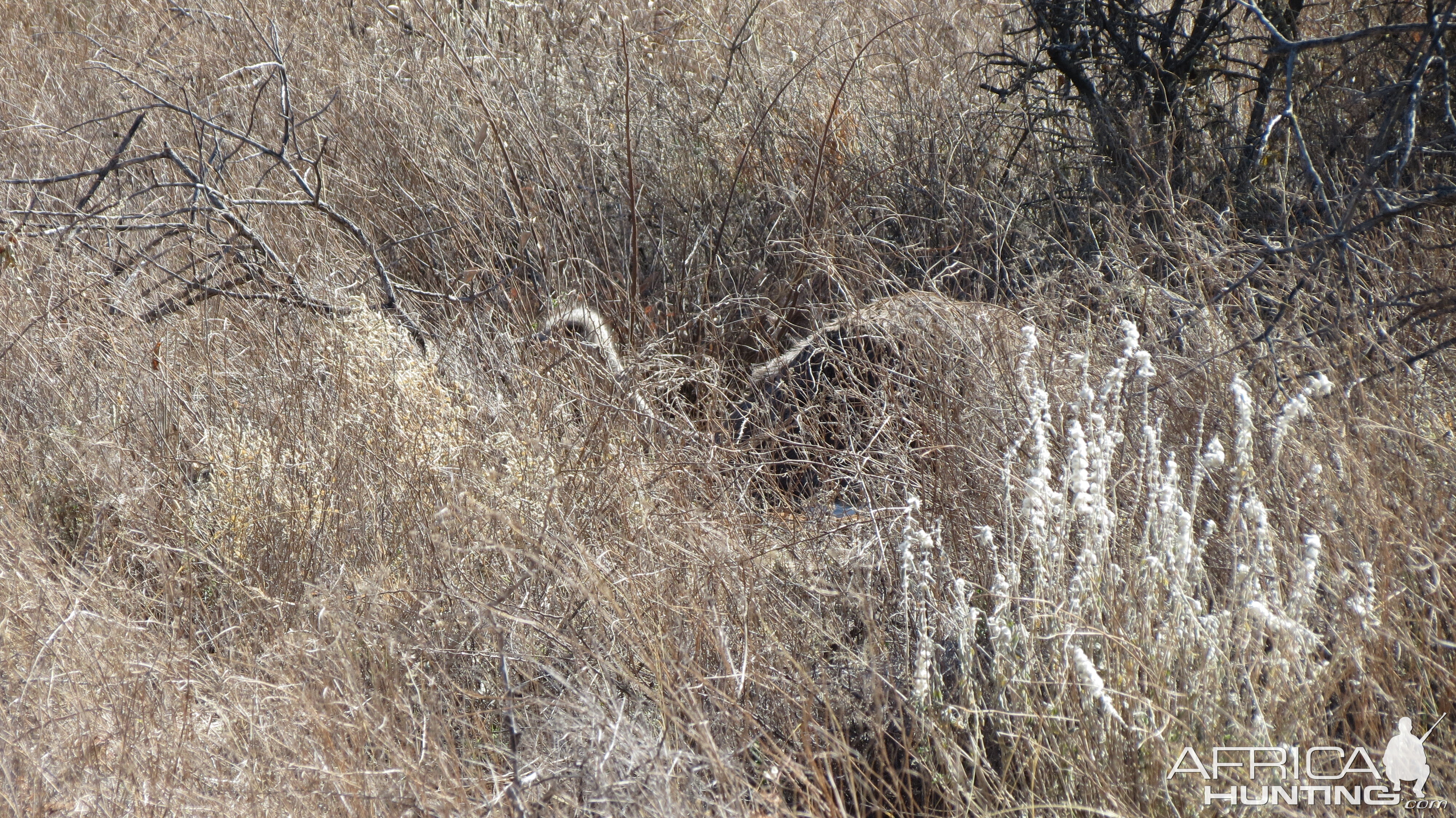 Ostrich on nest Namibia