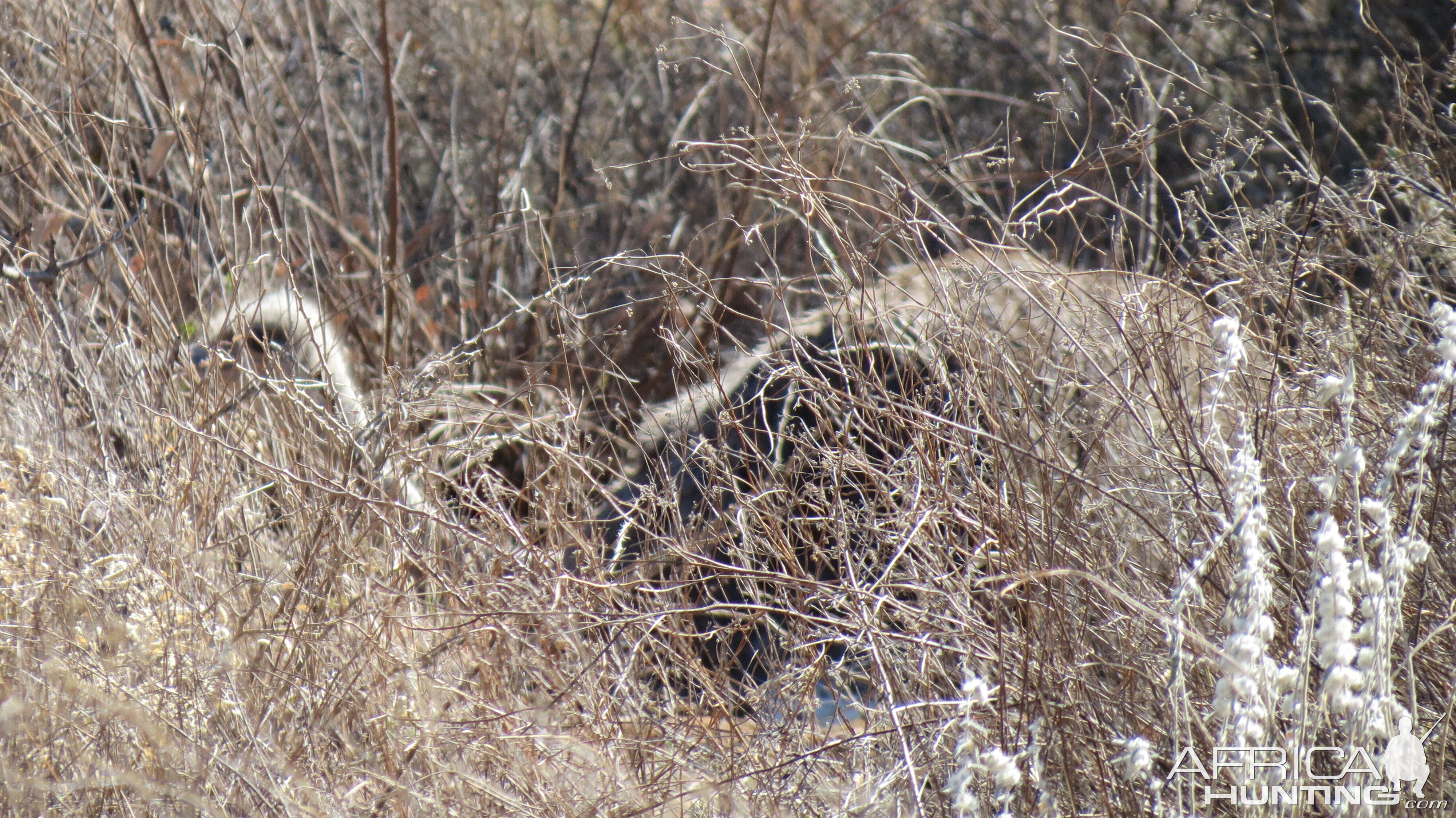 Ostrich on nest Namibia