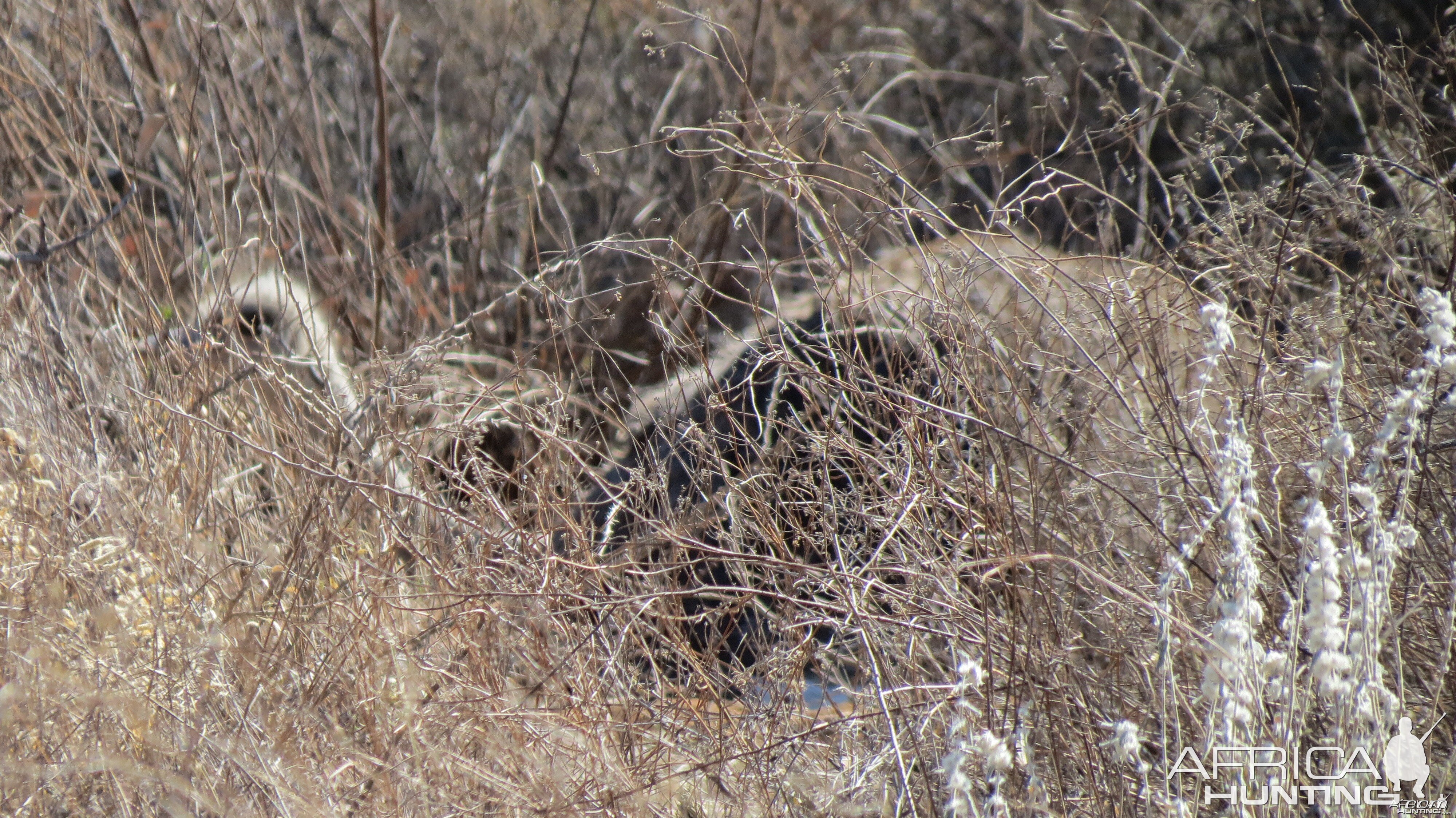 Ostrich on nest Namibia