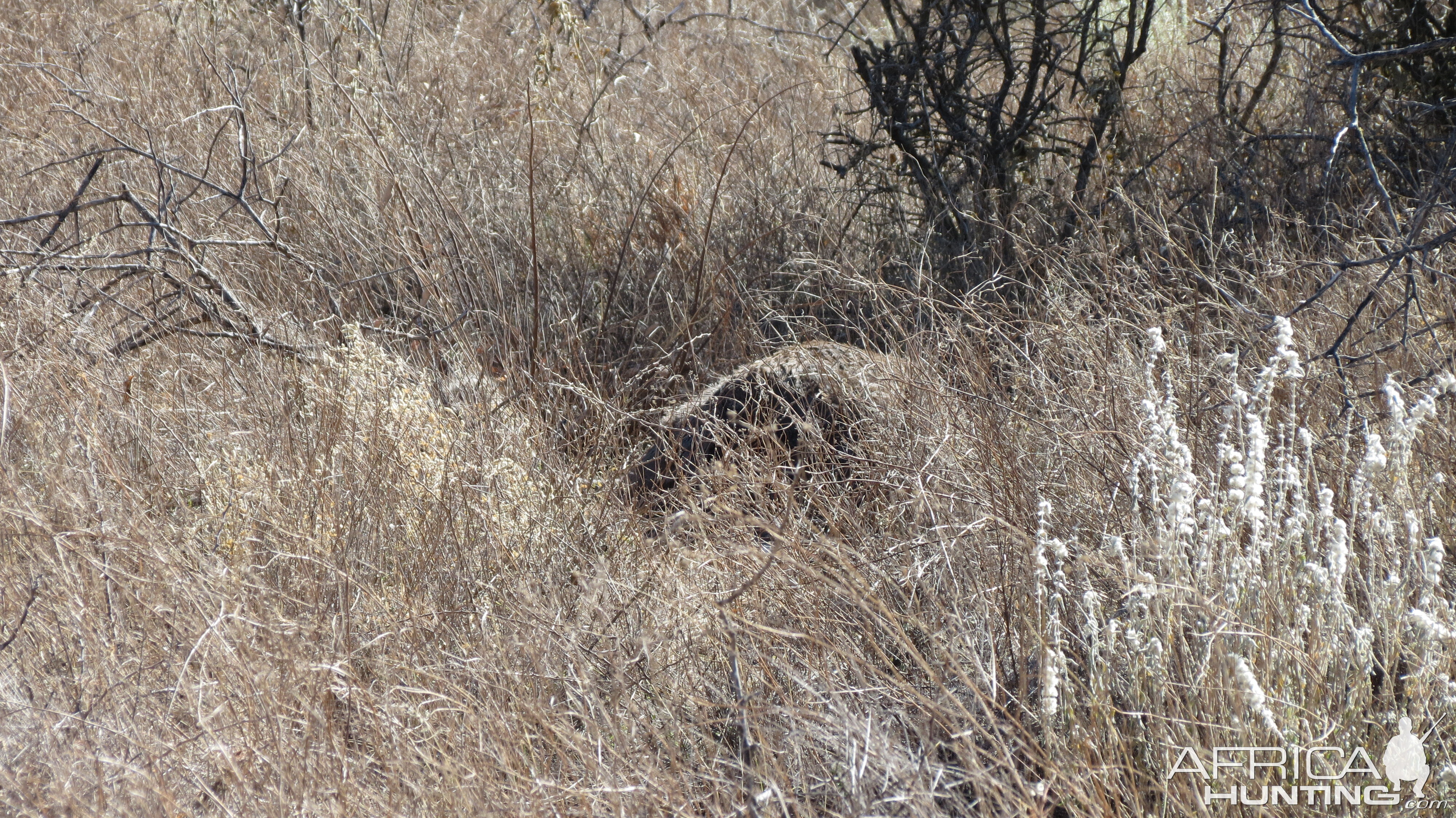 Ostrich on nest Namibia