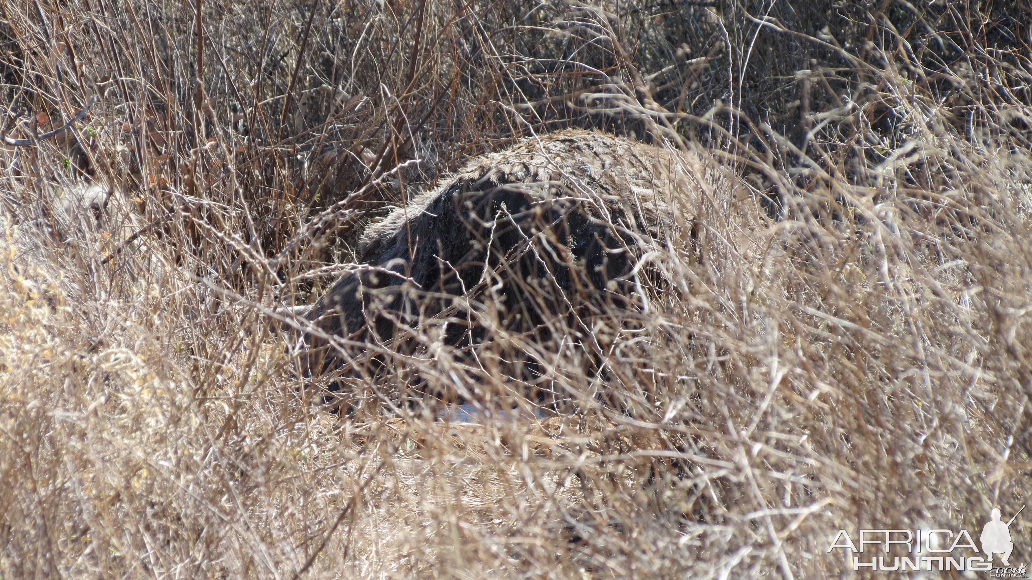 Ostrich on nest Namibia