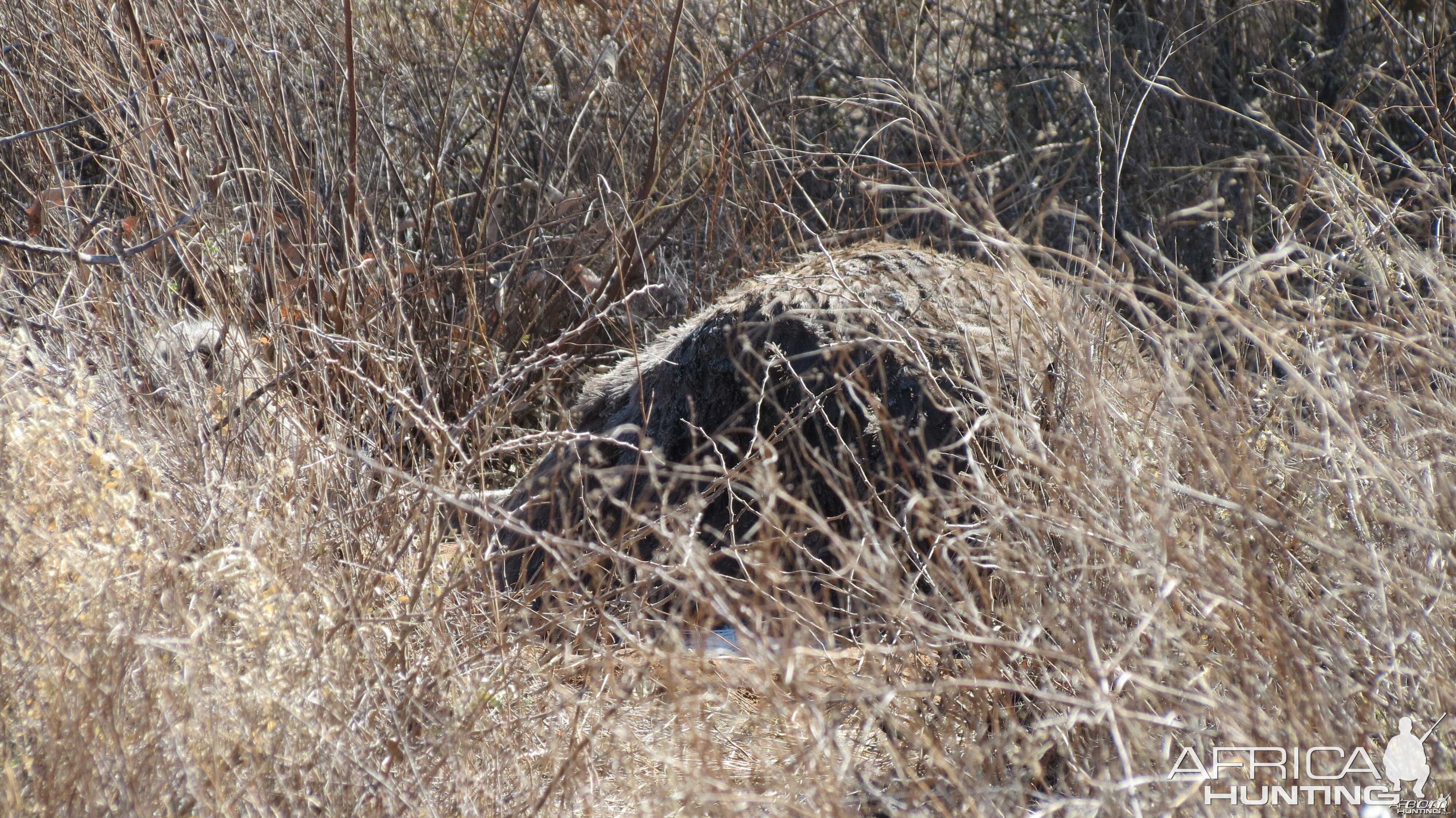 Ostrich on nest Namibia