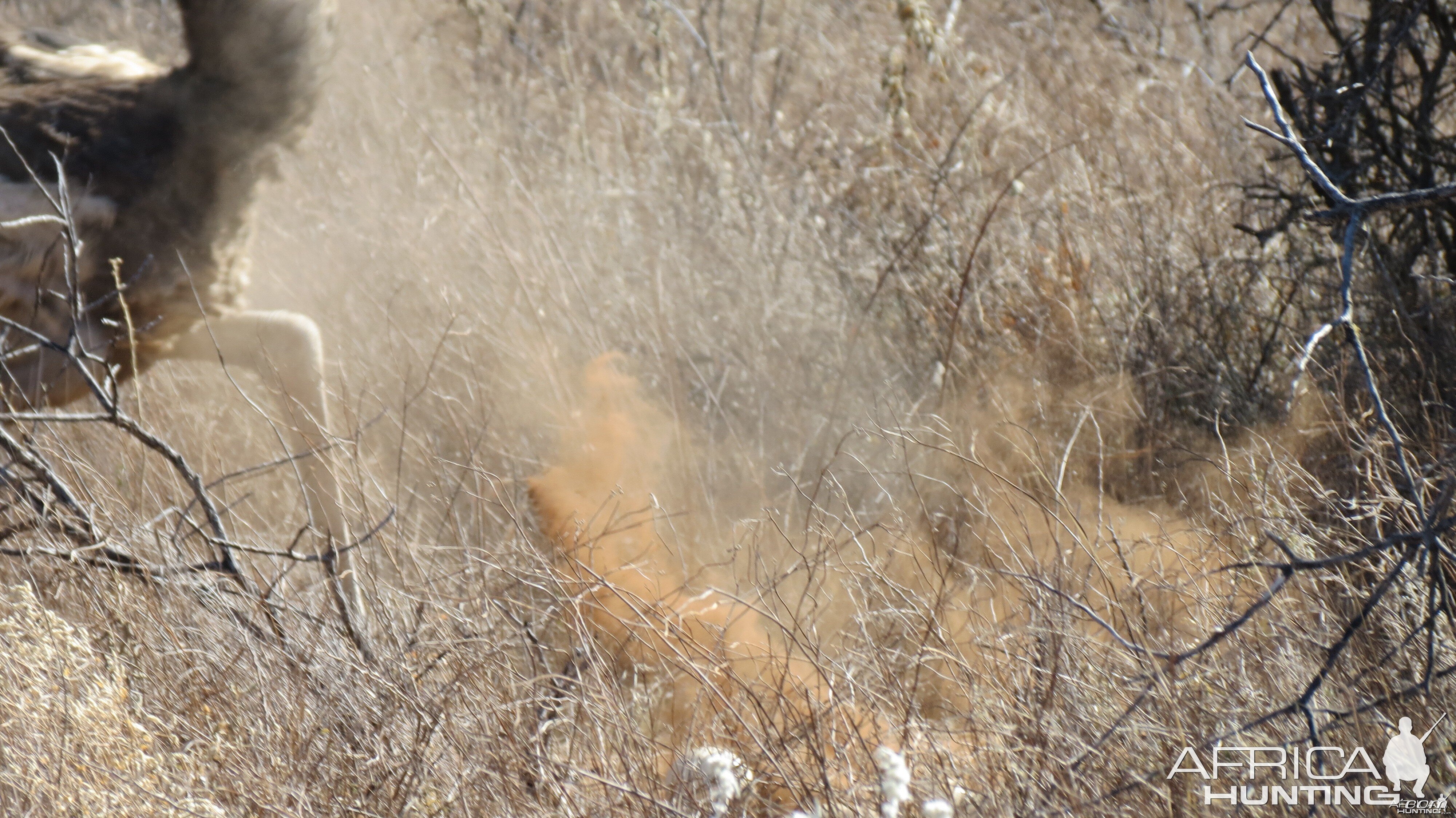 Ostrich on nest Namibia