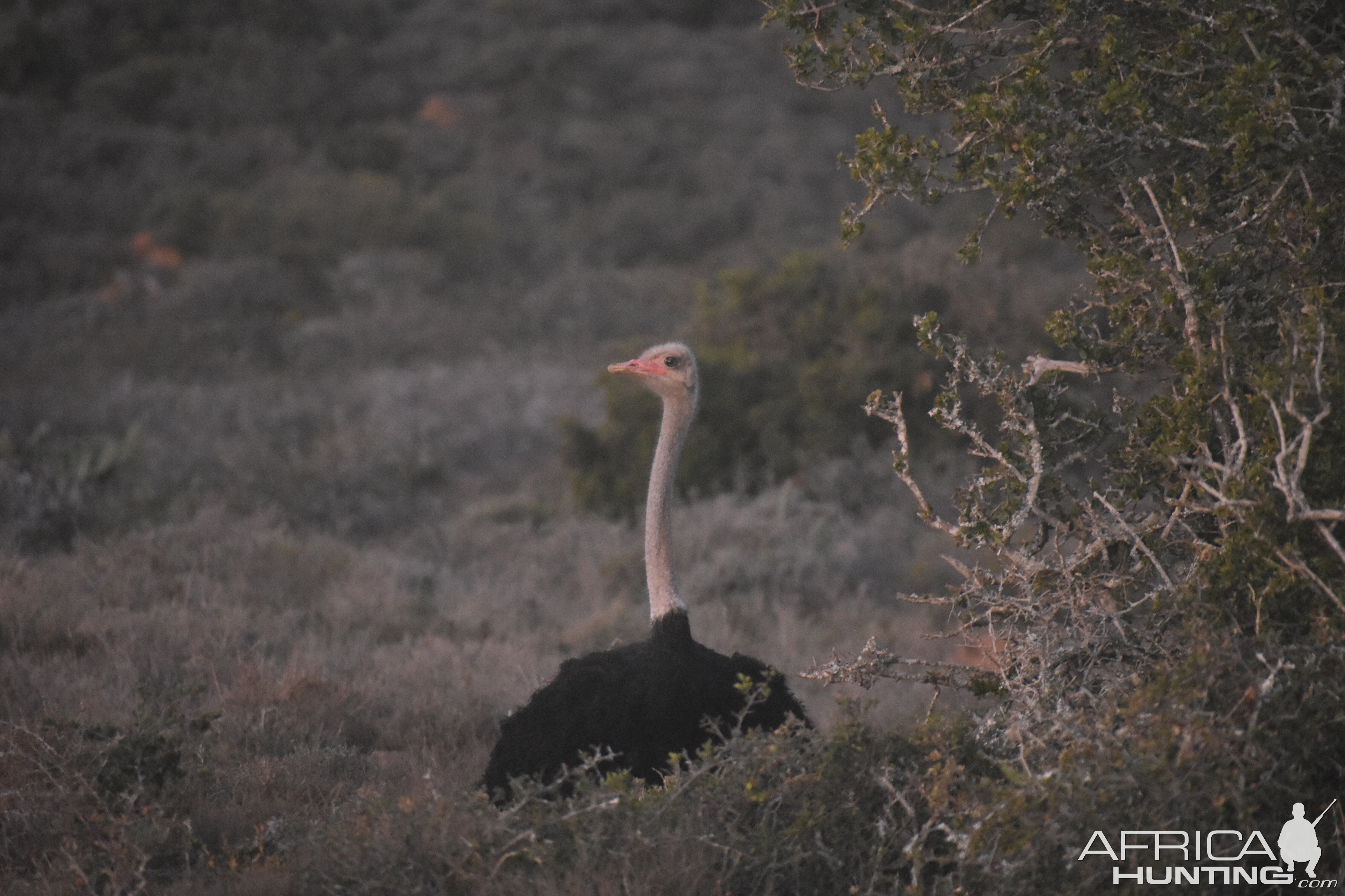 Ostrich South Africa