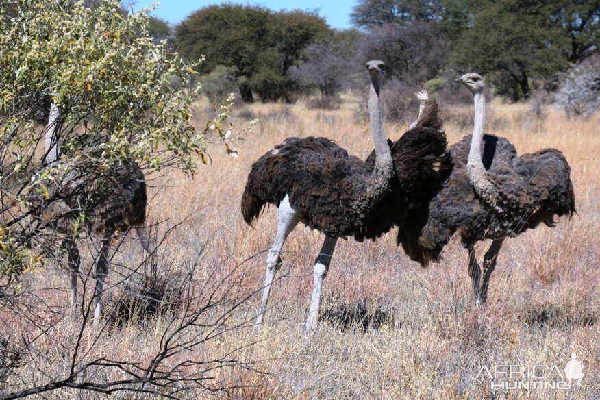 Ostrich Wildlife Africa